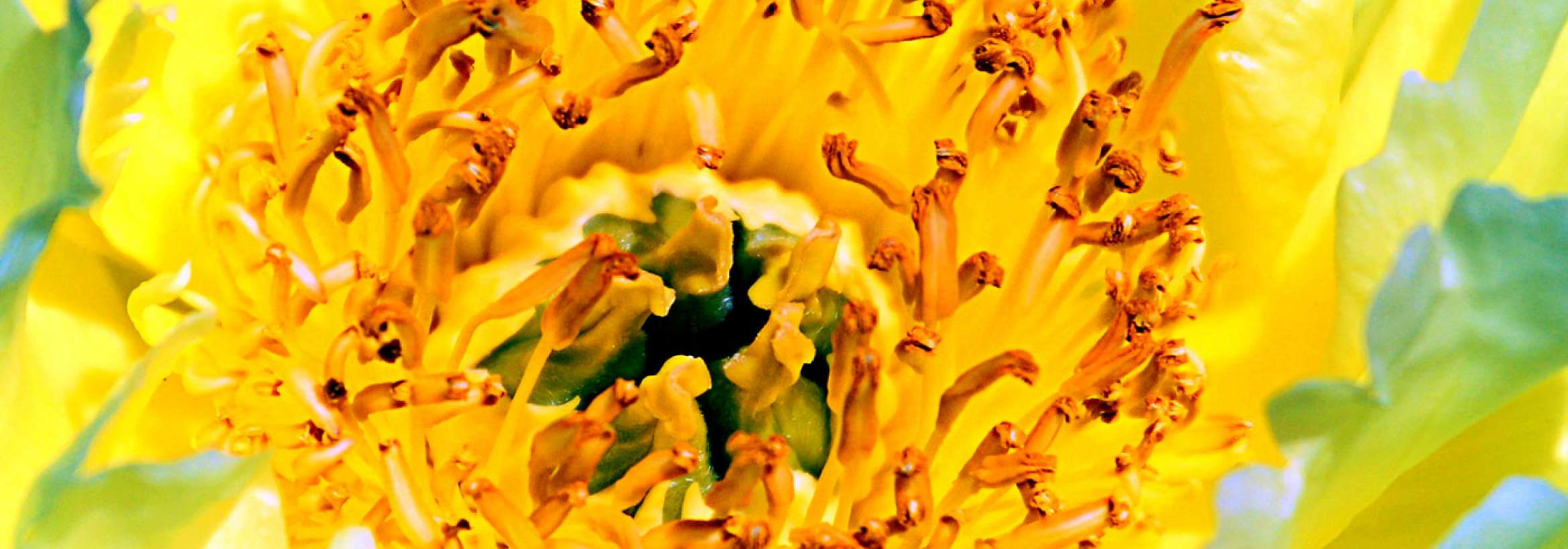 پرچم و کلاله زرد و نارنجی