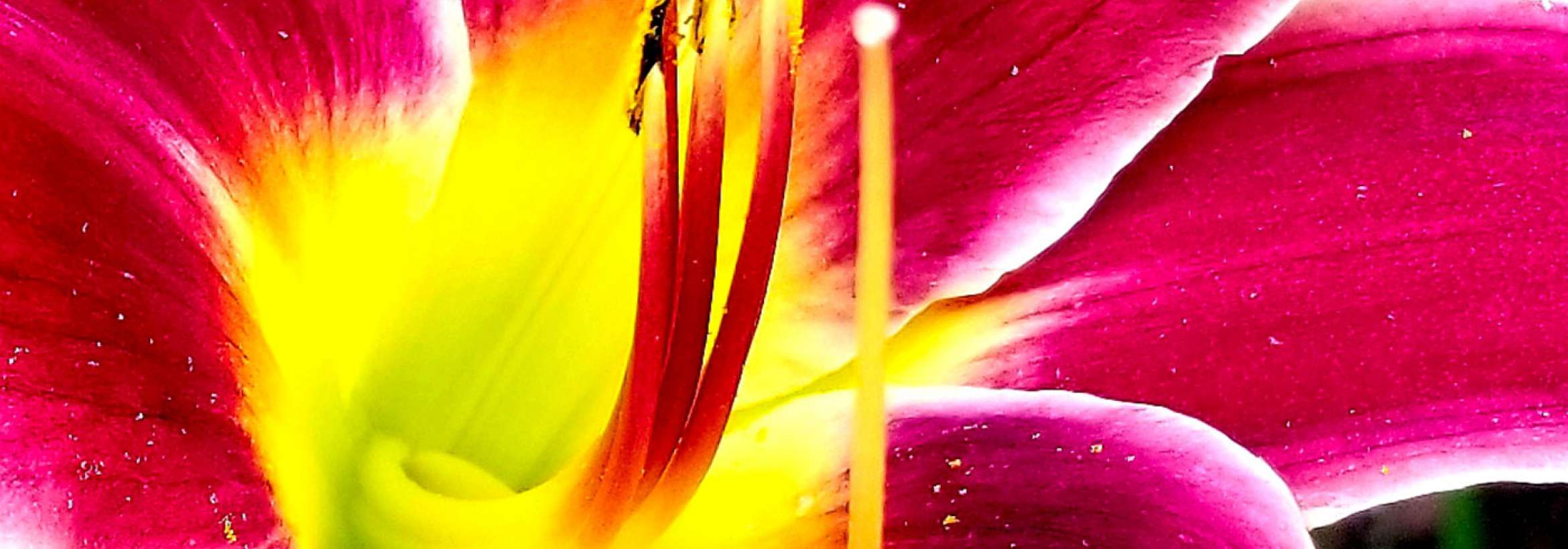 پرچم‌های زرد گل قرمز