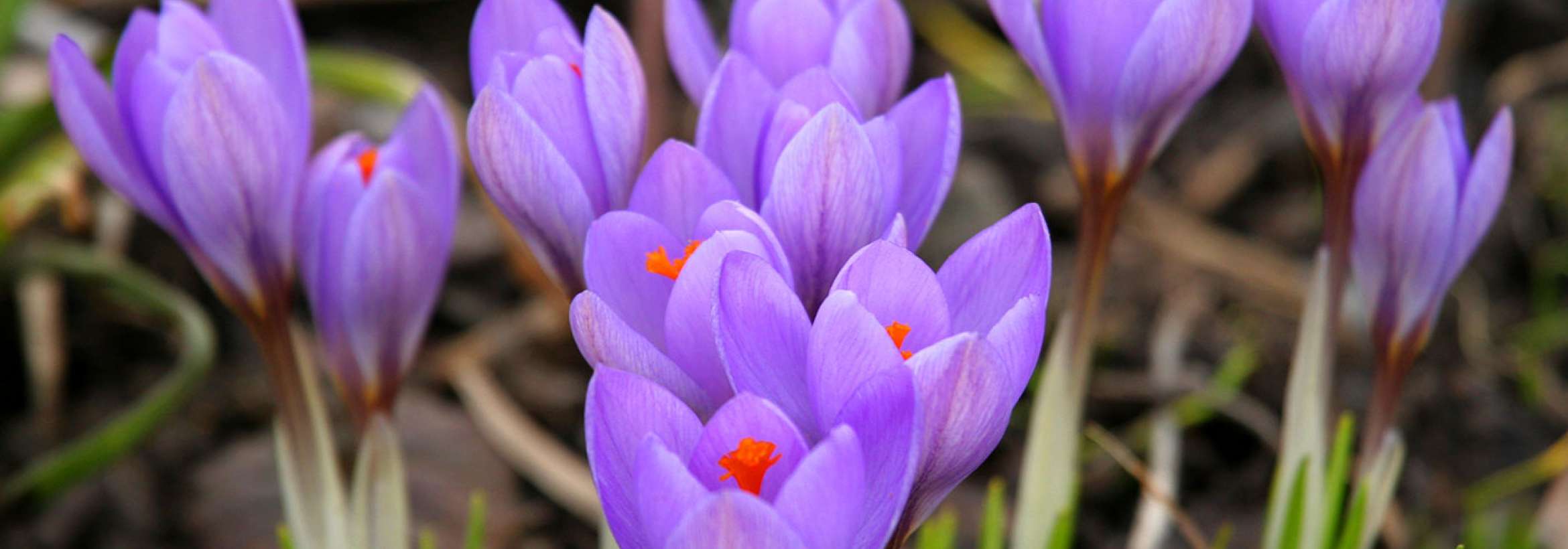 بنفشی زعفرانی