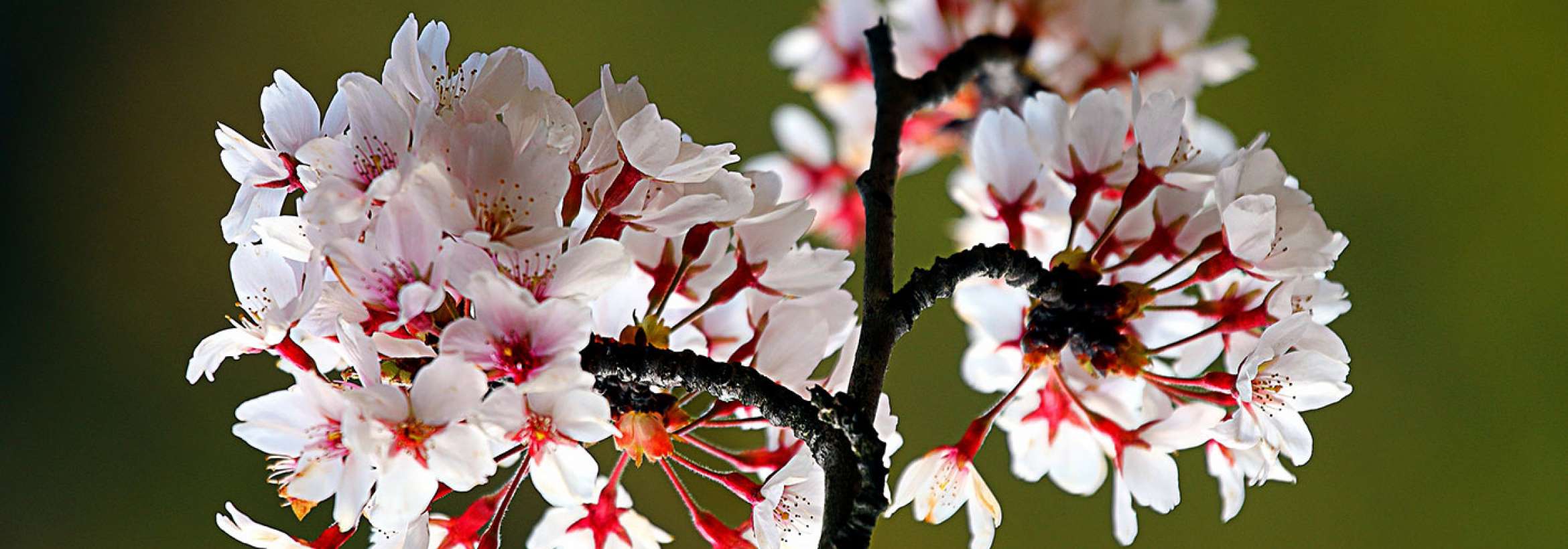 بازگشایی گل‌ها