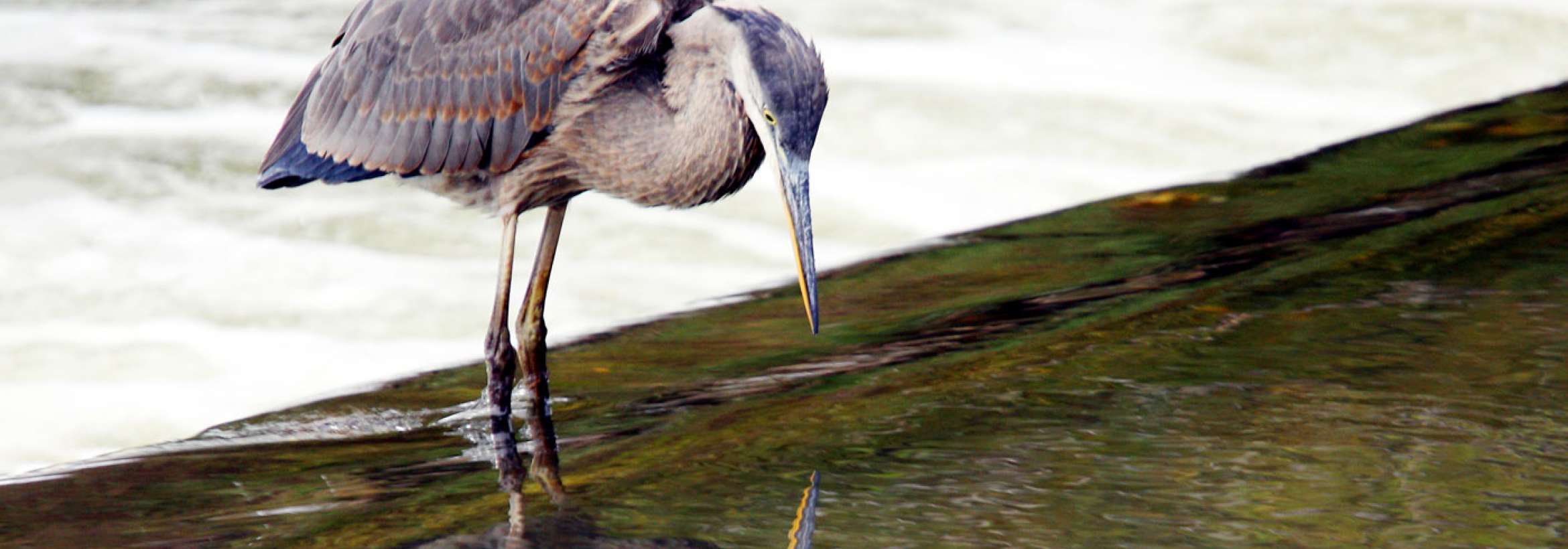 من در آن پیدا
