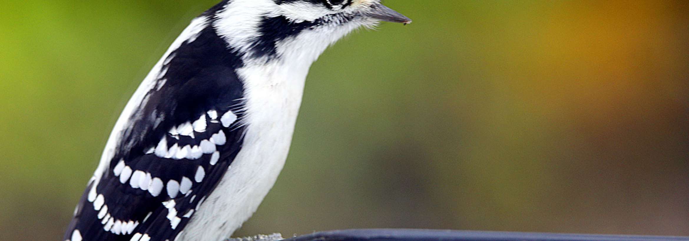 سپید و سیاه نشسته