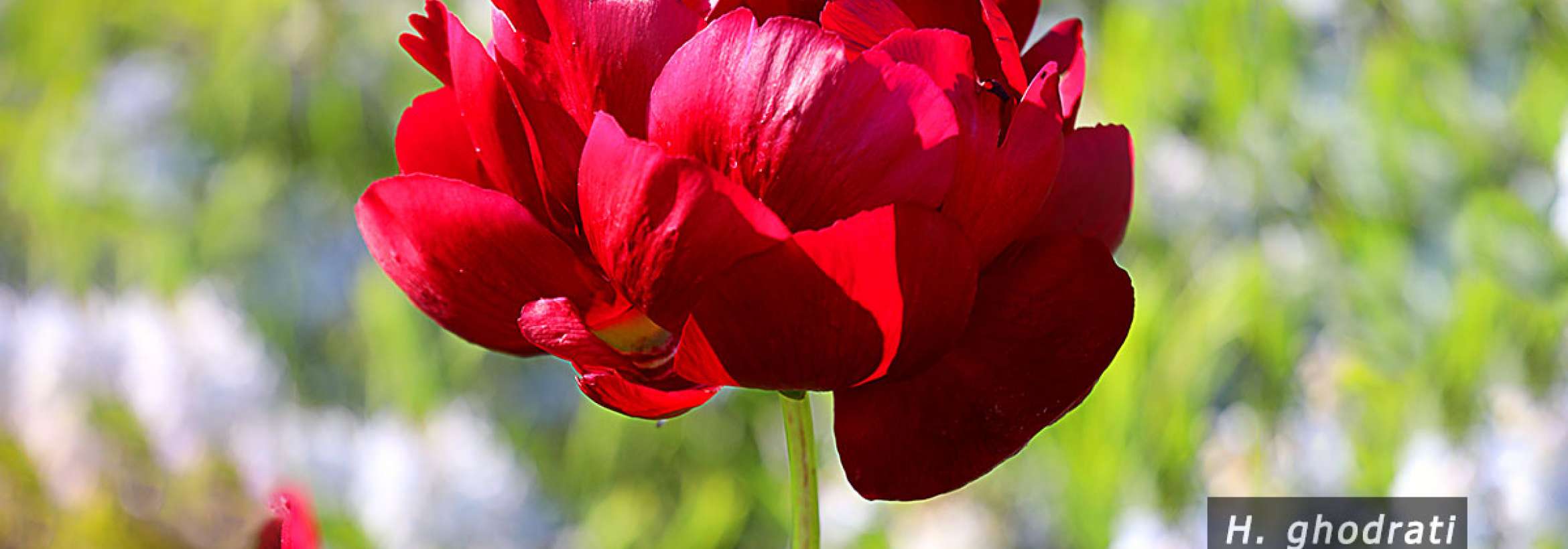 سرخ‌گل بهاری