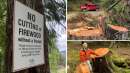 اخبار-محیط-زیست-آغاز-درخت-خواری-و-جنگل-دزدی-در-بریتیش-کلمبیا