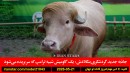 گاومیش-شبیه-ترامپ-بنگلادش-اسرائیل-غزه-اخراج-کوبا-حمله-تایوان-گفتگو