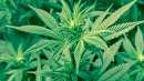 news-canada-pot news-canada-pot