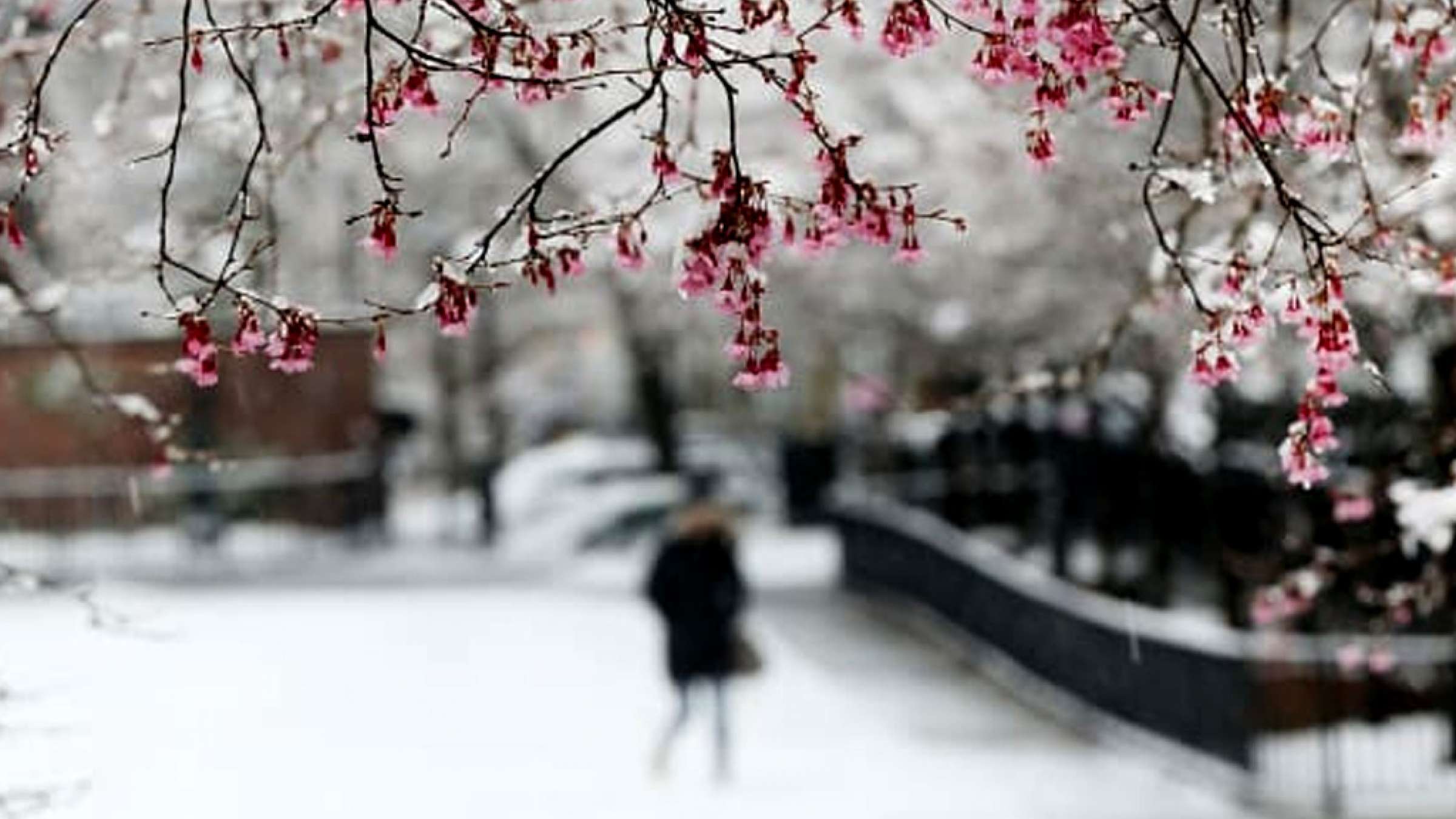 اخبار-تورنتو-سرمای-زیر-صفر-و-برف-آخر-همین-هفته-در-انتاریو-و-کبک اخبار-تورنتو-سرمای-زیر-صفر-و-برف-آخر-همین-هفته-در-انتاریو-و-کبک