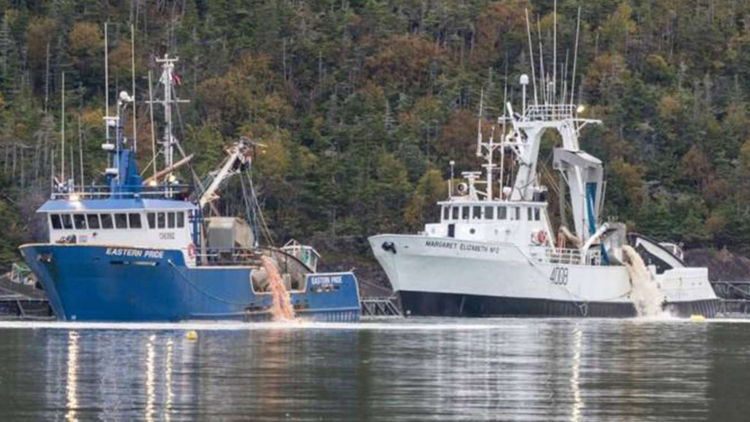 اخبار-کانادا-دو-و-نیم-میلیون-ماهی-در-شرق-کانادا-مُردند