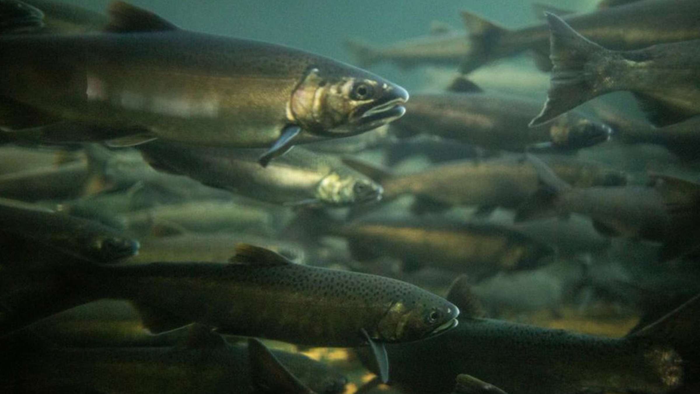 اخبار-کانادا-فاجعه-فقط-یک-هفتم-ماهی‌های-آزاد-برای-تخم‌ریزی-برگشتند