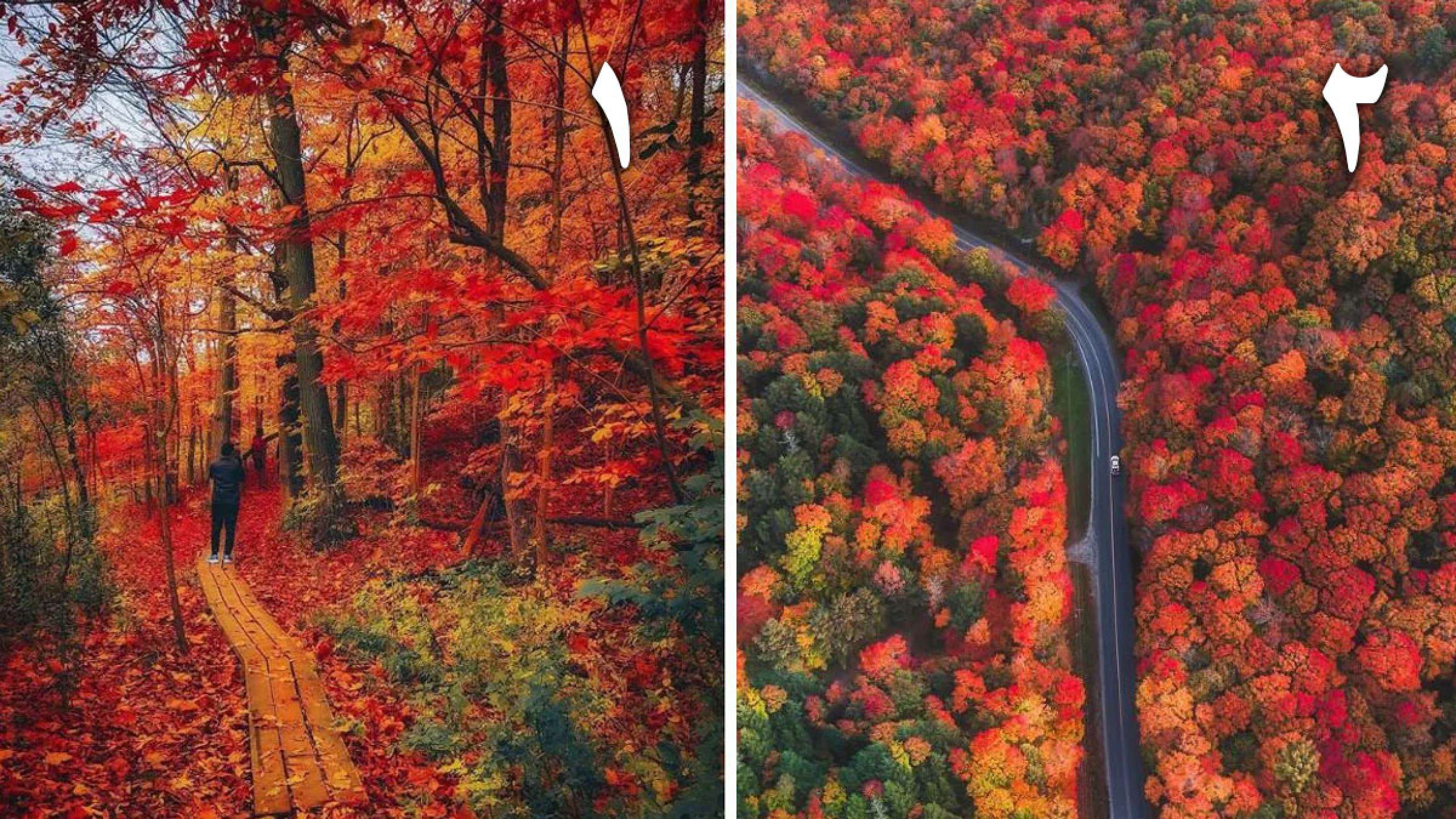 خانواده-تورنتو-دو-مسیر-پائیزی-برگ-رنگی-جنگلی-اطراف-تورنتو-پیاده-ماشین