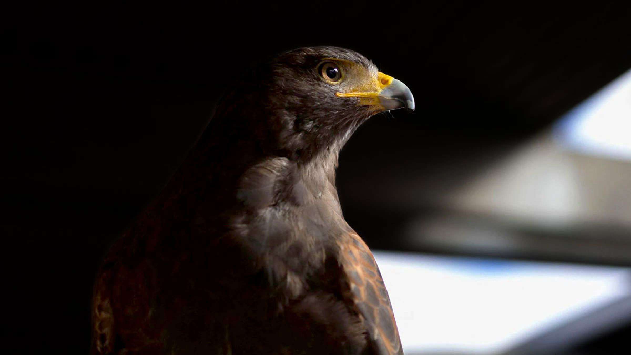 خبر-آمریکا-شهرداری-سانفرانسیسکو-عقاب-شاهین-هریس-پک-من-استخدام-می-کند