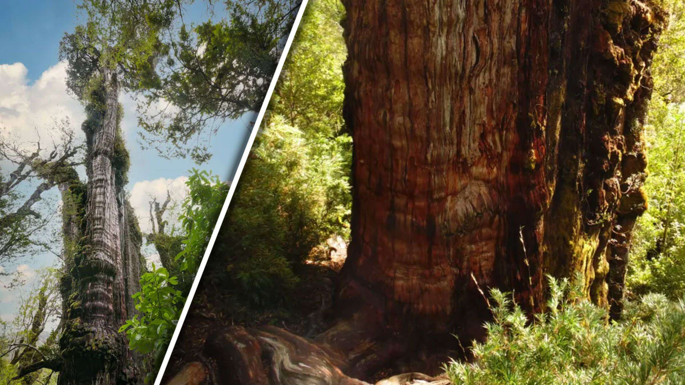 خبر-جهان-درخت-رو-به-مرگ-گران-ابولو-قدیمی-ترین-درخت-جهان-۵۴۰۰-سال-سن