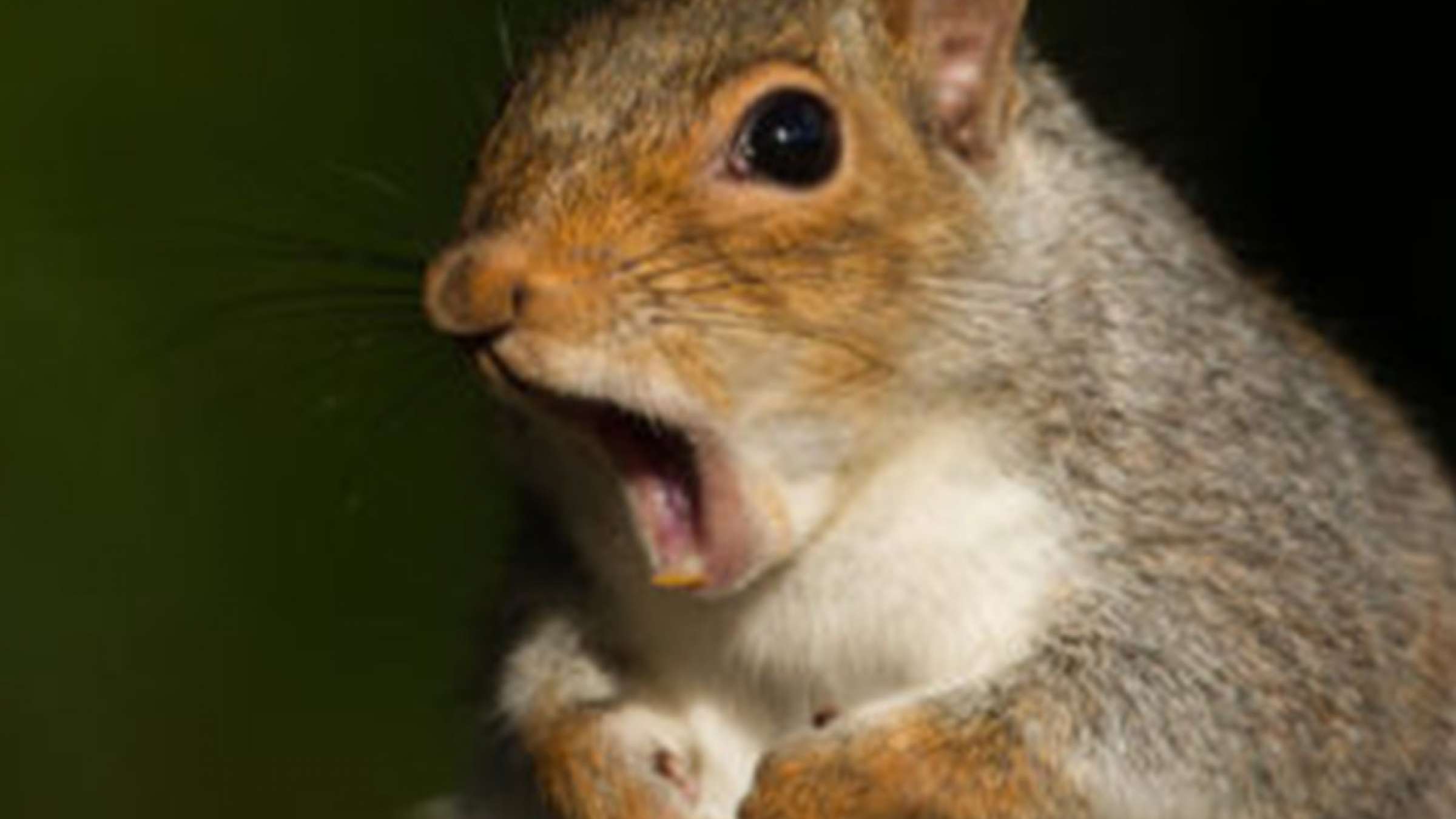 سنجابی-که-برق-یک-منطقه-را-قطع-کرد-ایرانیان-تورنتو-اخبار سنجابی-که-برق-یک-منطقه-را-قطع-کرد-ایرانیان-تورنتو-اخبار