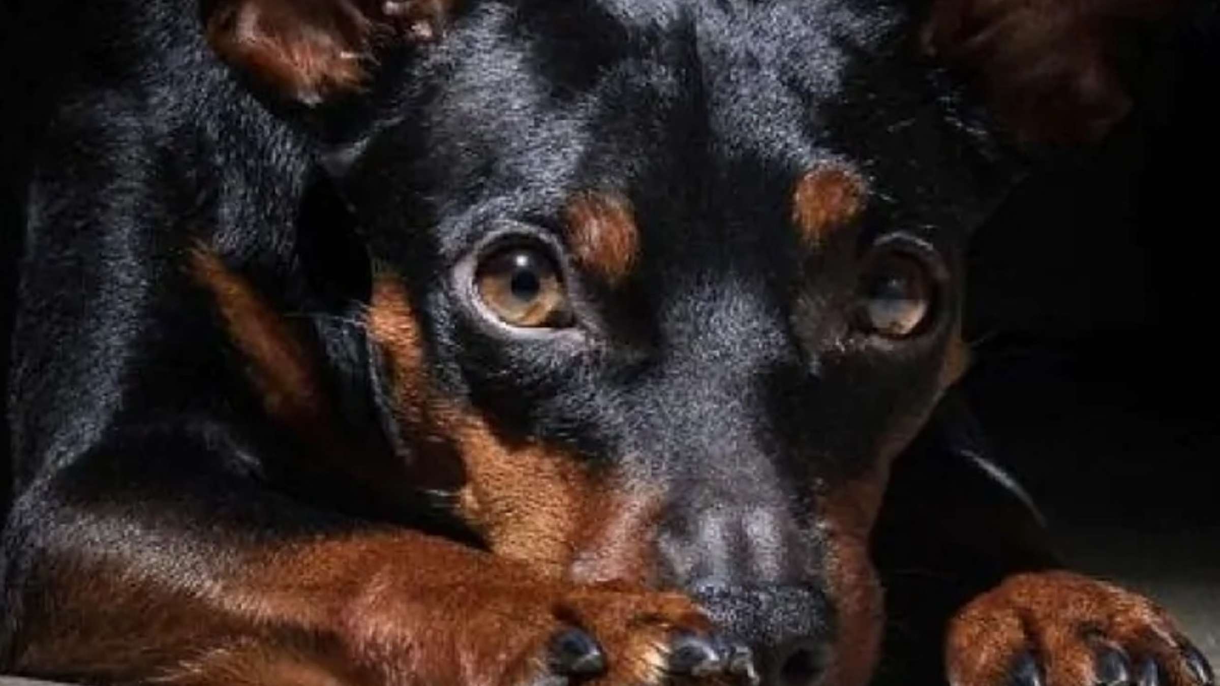 قانون-جدید-کانادا-برای-تحت-تعقیب-قرار-دادن-قساوت-نسبت-به-حیوانات-کانادا-اخبار قانون-جدید-کانادا-برای-تحت-تعقیب-قرار-دادن-قساوت-نسبت-به-حیوانات-کانادا-اخبار