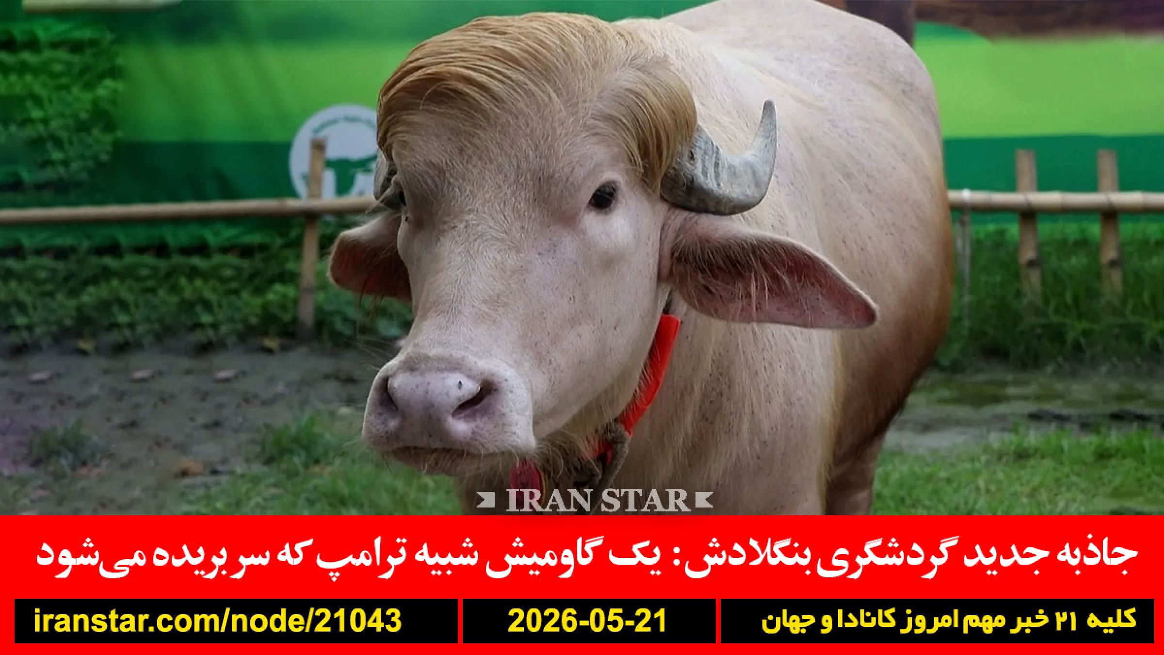 گاومیش-شبیه-ترامپ-بنگلادش-اسرائیل-غزه-اخراج-کوبا-حمله-تایوان-گفتگو