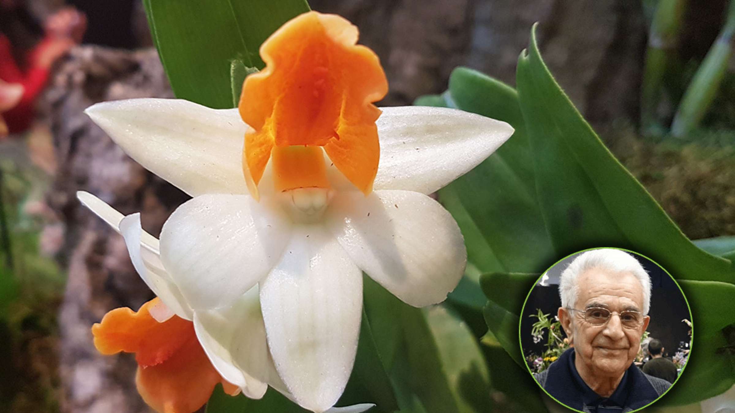 گزارش-برگزاری-نمایشگاه-سالیانه-گل-ارکیده-تورنتو