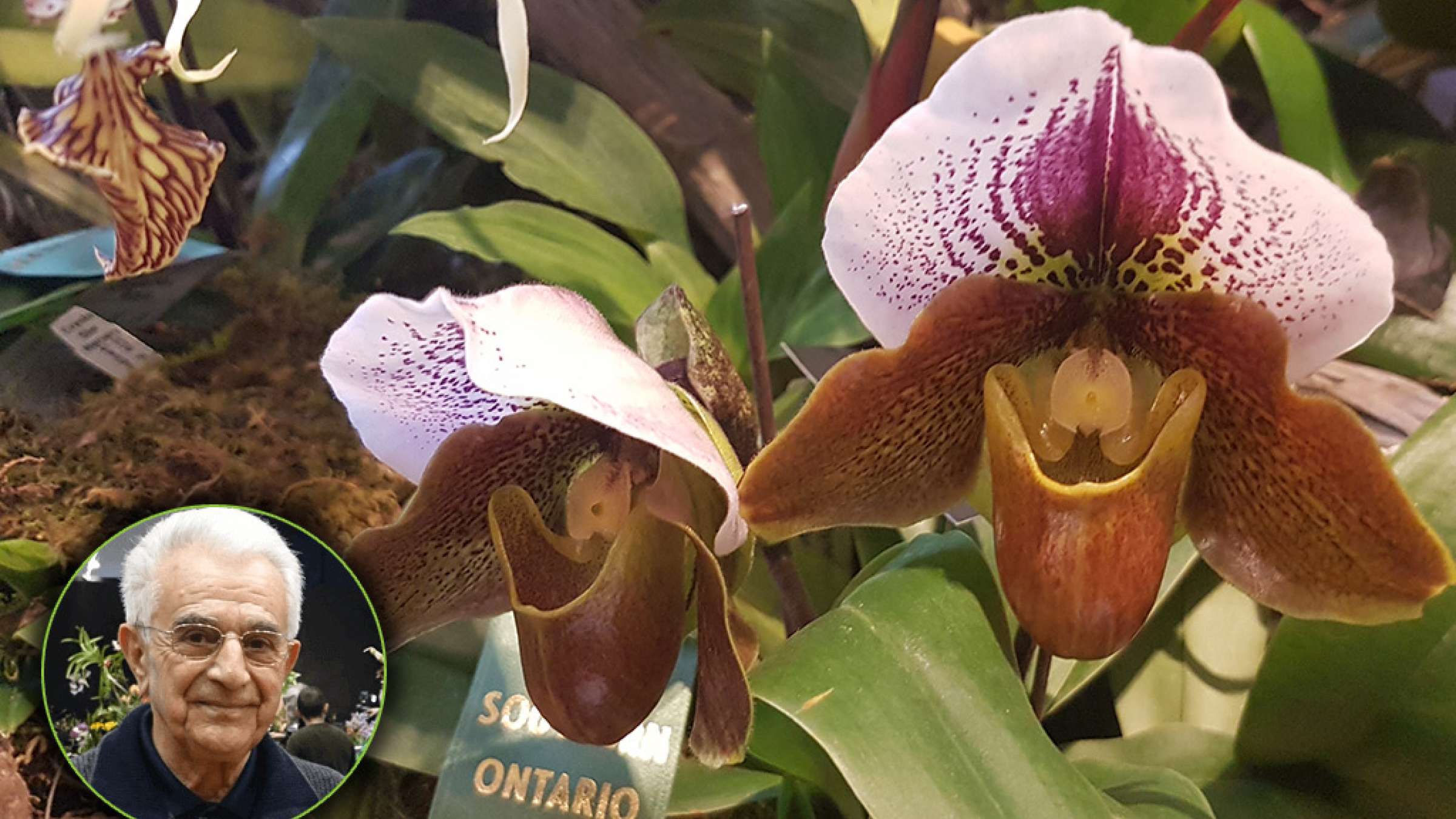 گزارش-برگزاری-نمایشگاه-گل-ارکیده-تورنتو