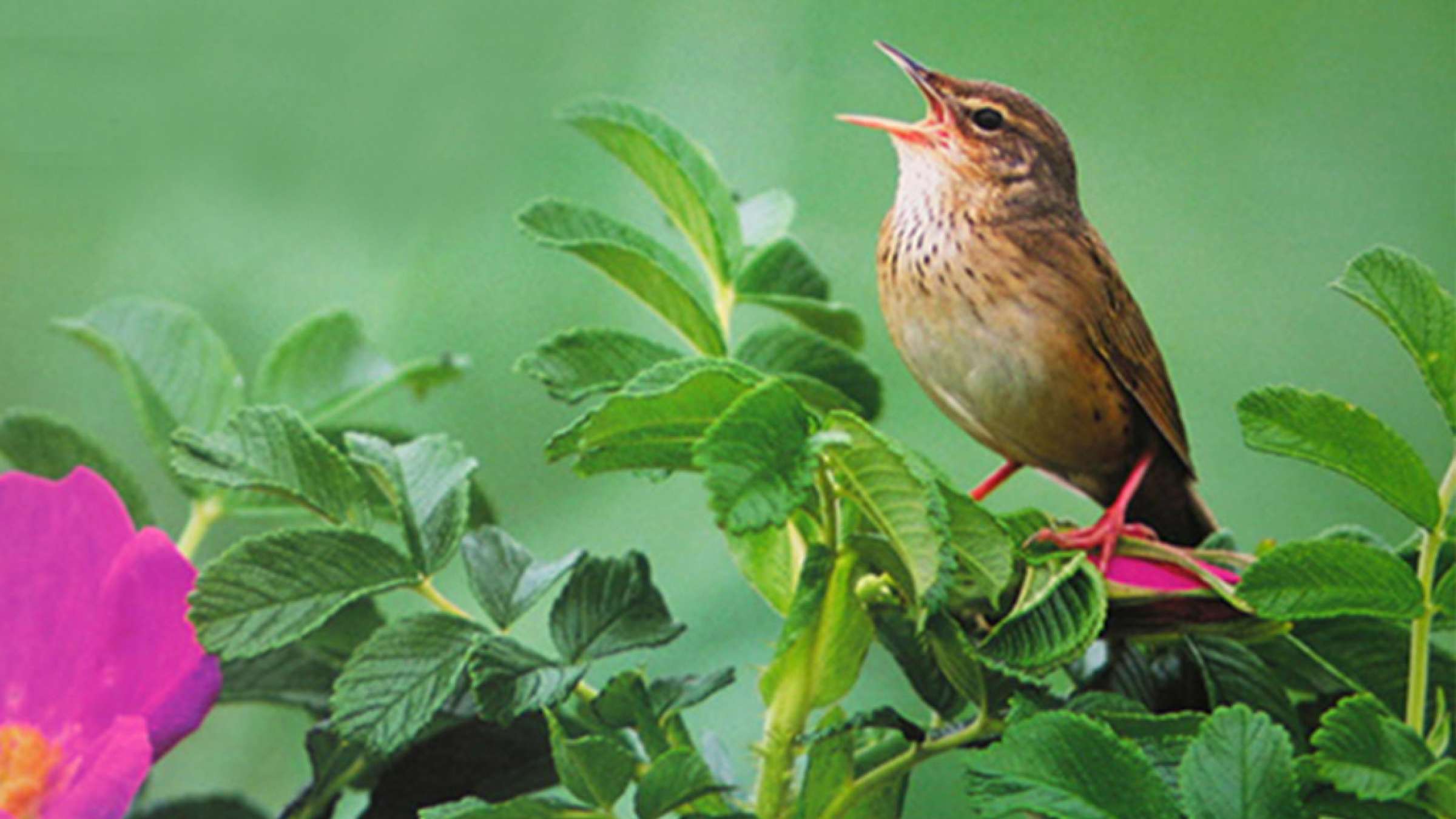 culture-golmohammadi-6