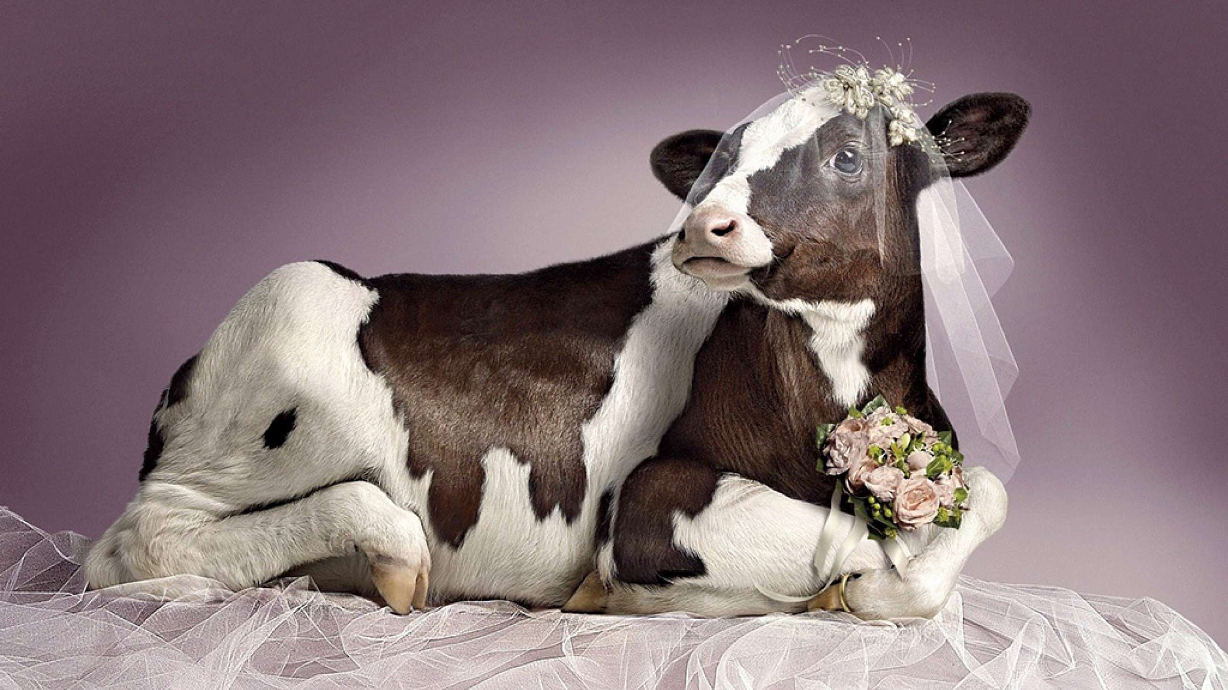 fozolkhan-favayed-gav-bodan fozolkhan-favayed-gav-bodan