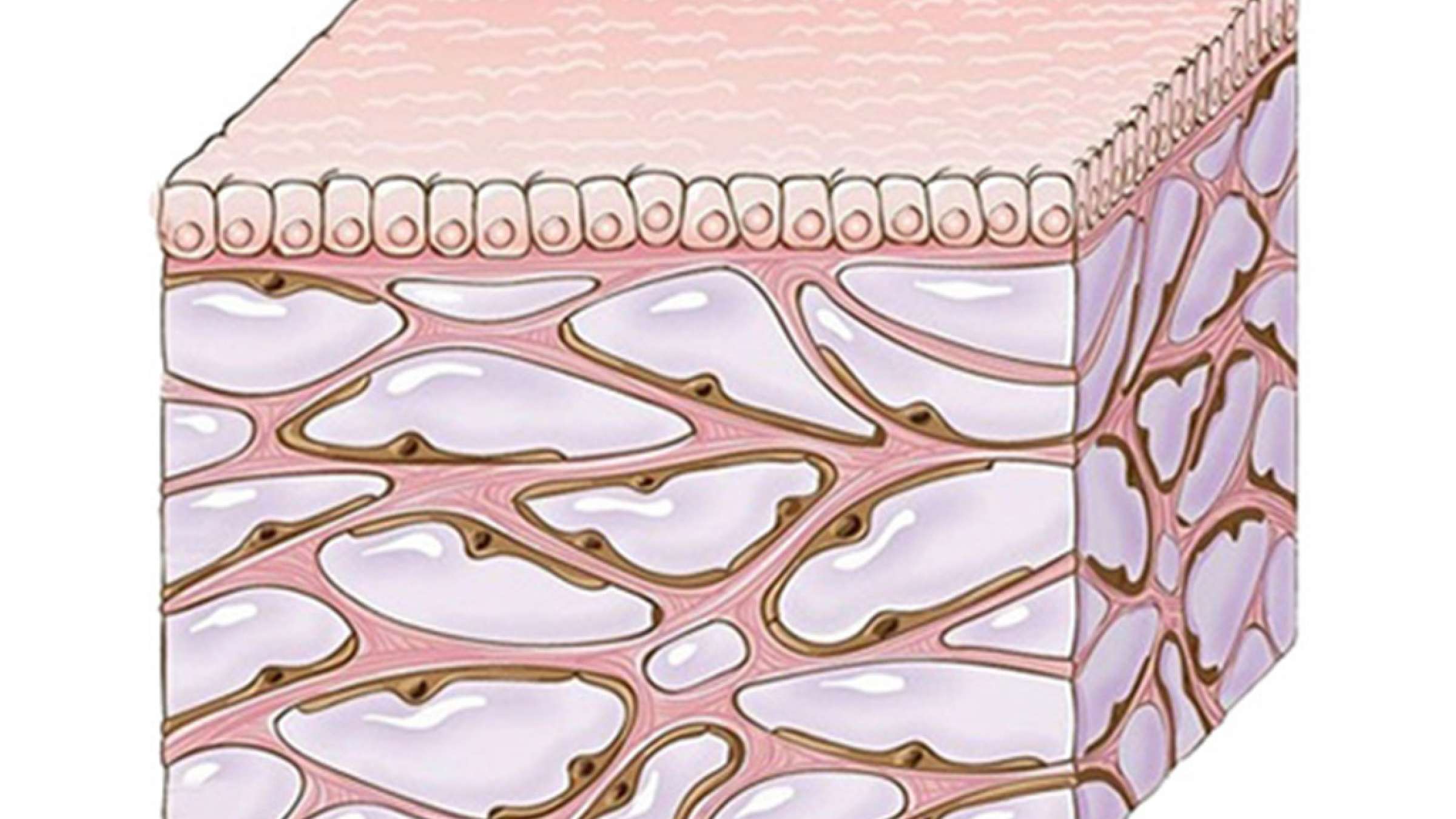 health-medical-gozargah health-medical-gozargah