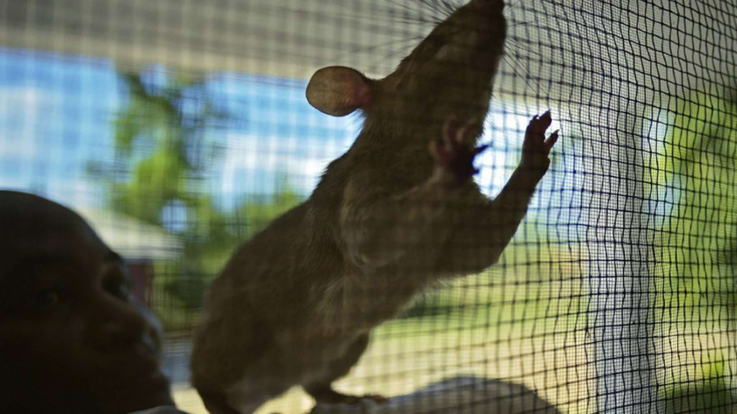 news-cellphone-cancer news-cellphone-cancer