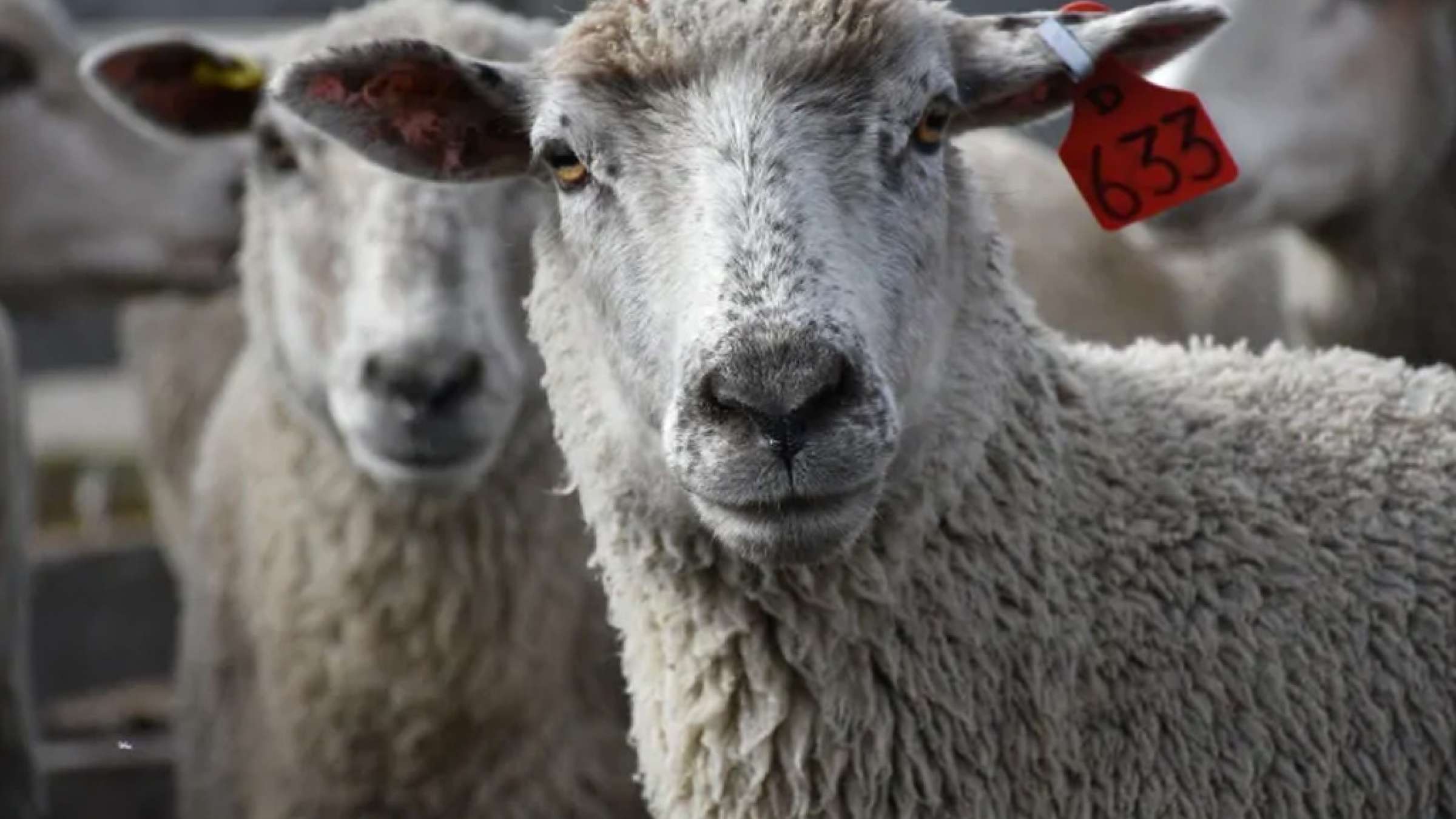 news-daroo-baraye-heivan news-daroo-baraye-heivan