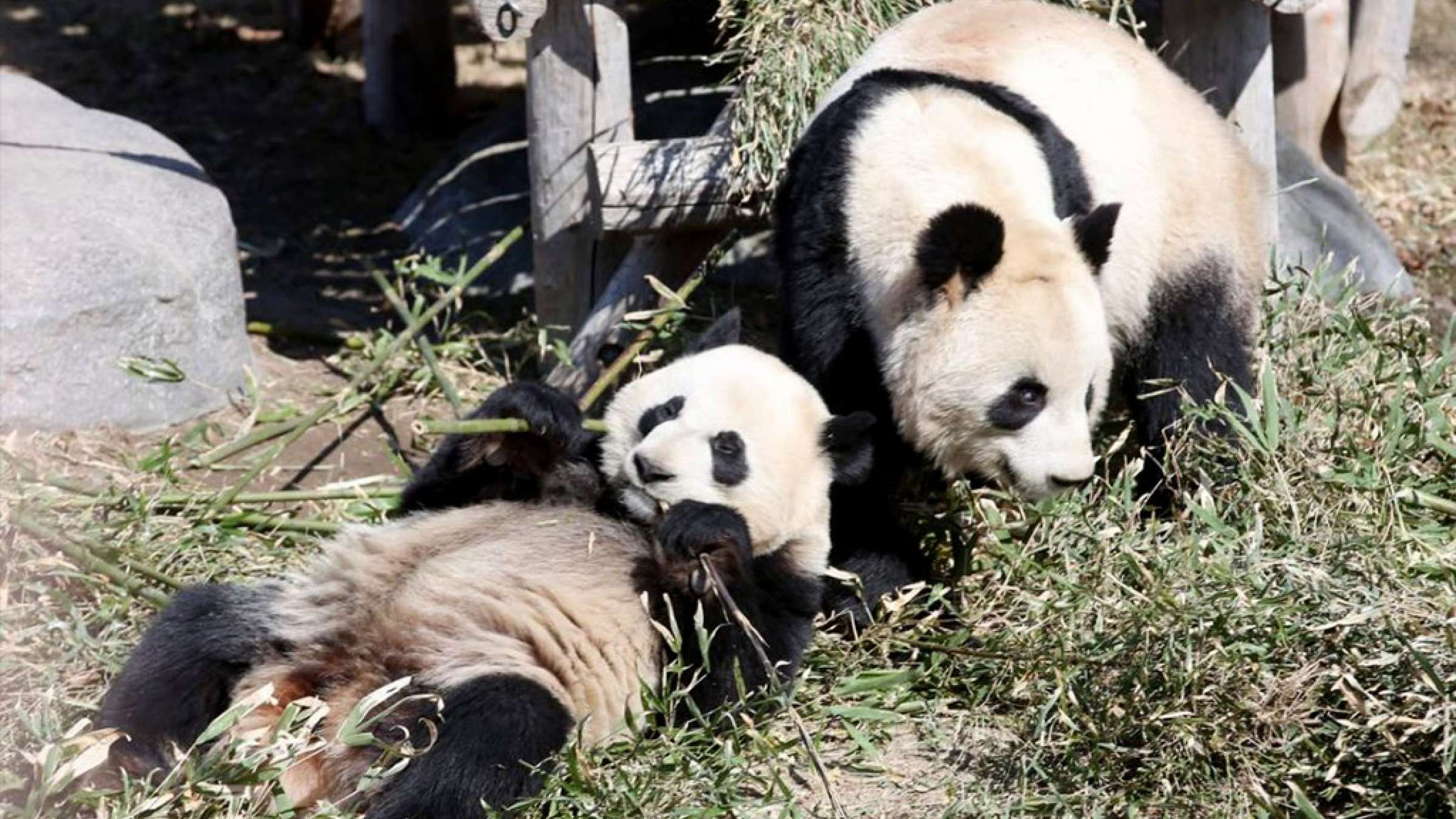 news-panda-toronto-calgary