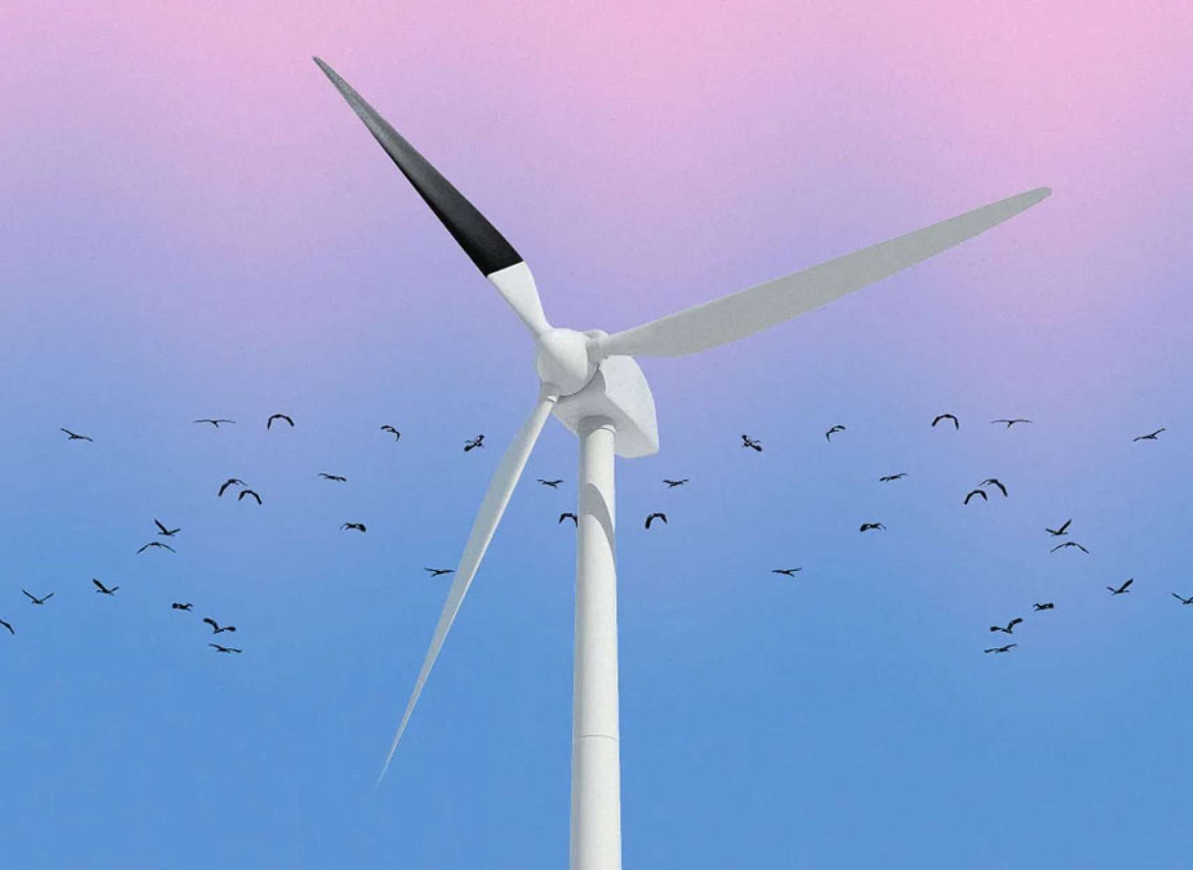 اخبار-جهان-پره-توربین-بادی-را-سیاه-کنید-تا-پرندگان-کشته-نشوند