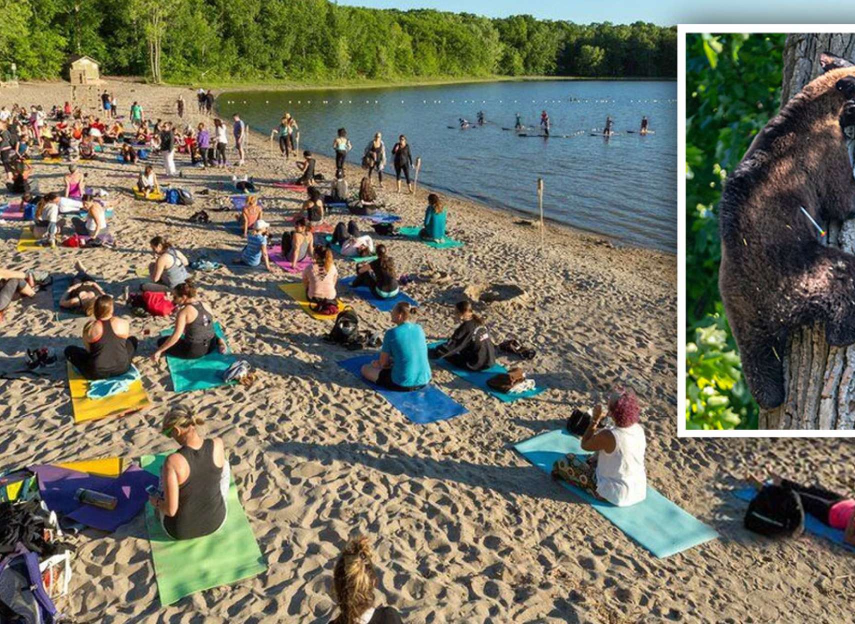 اخبار-کبک-پلیس-مونترال-هم-در-کمین-هجوم-مردم-به-سواحل-است-و-هم-در-کمین-خرس-حمله-کننده-به-حومه