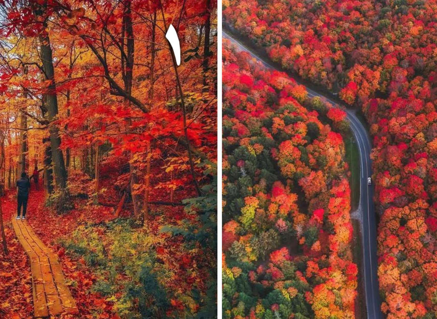 خانواده-تورنتو-دو-مسیر-پائیزی-برگ-رنگی-جنگلی-اطراف-تورنتو-پیاده-ماشین