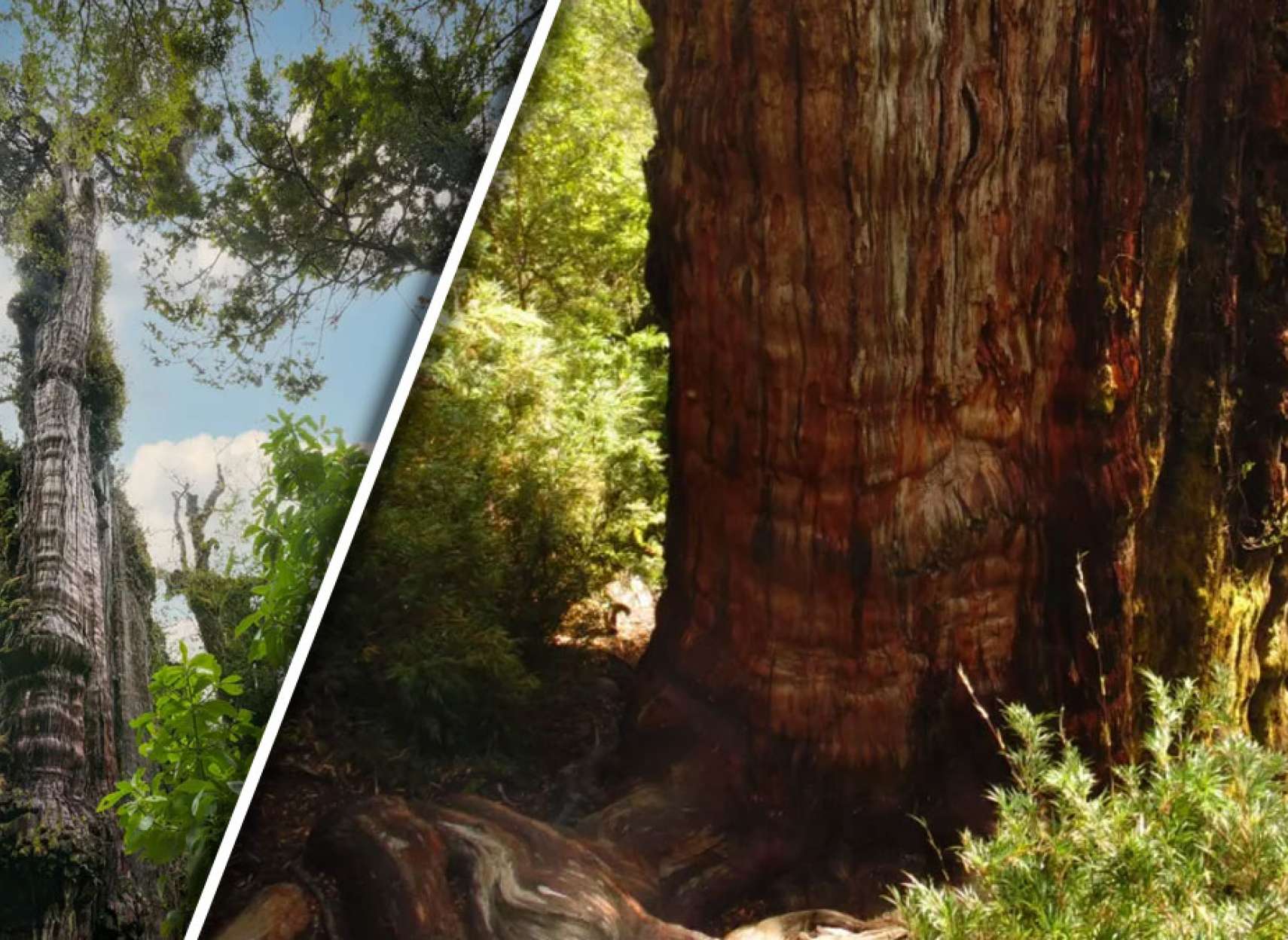 خبر-جهان-درخت-رو-به-مرگ-گران-ابولو-قدیمی-ترین-درخت-جهان-۵۴۰۰-سال-سن