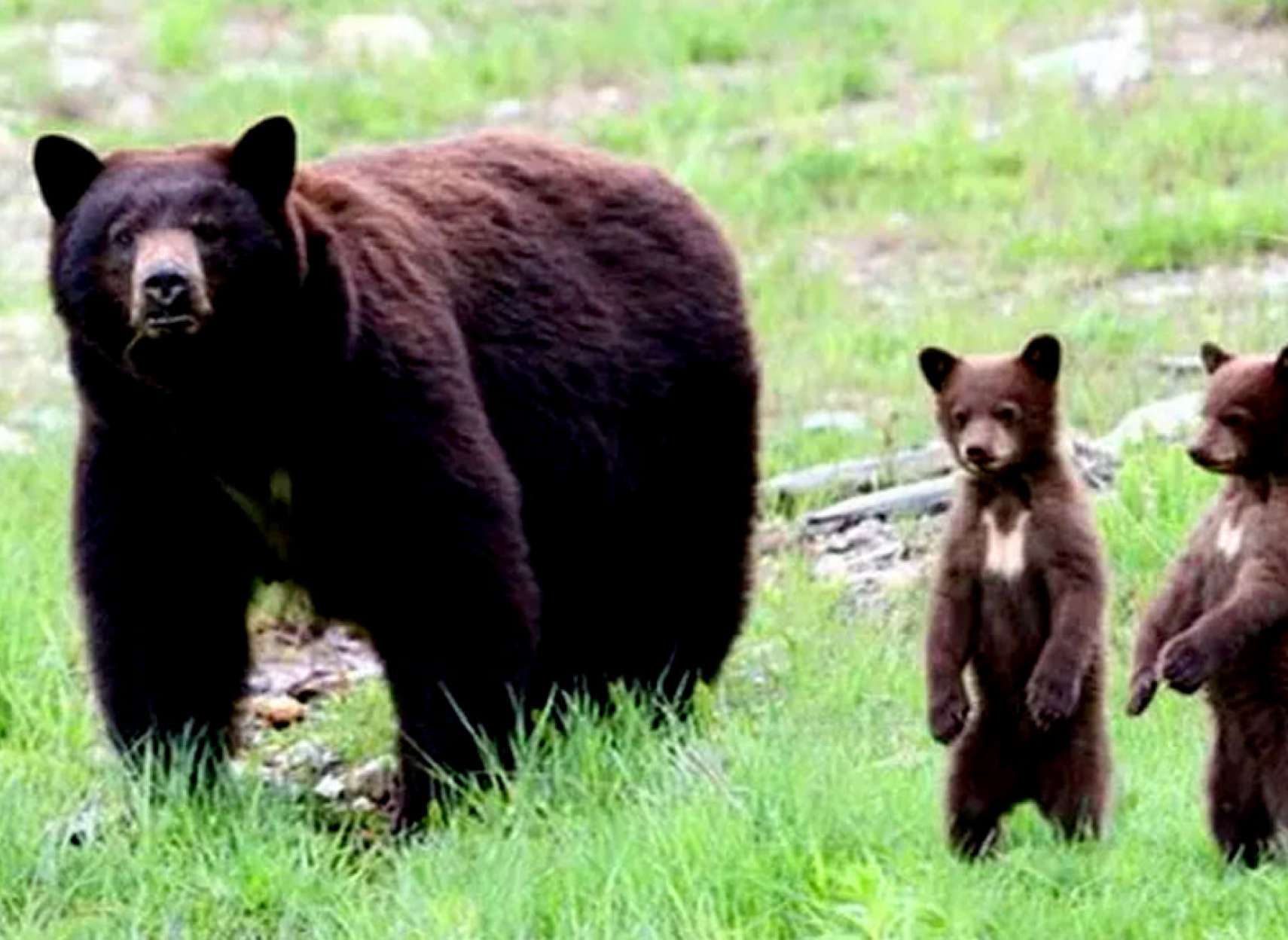خبر-علمی-خرس-سیاه-آمریکایی-قرمز-شدن-دانشمندان-دلیل-کشف