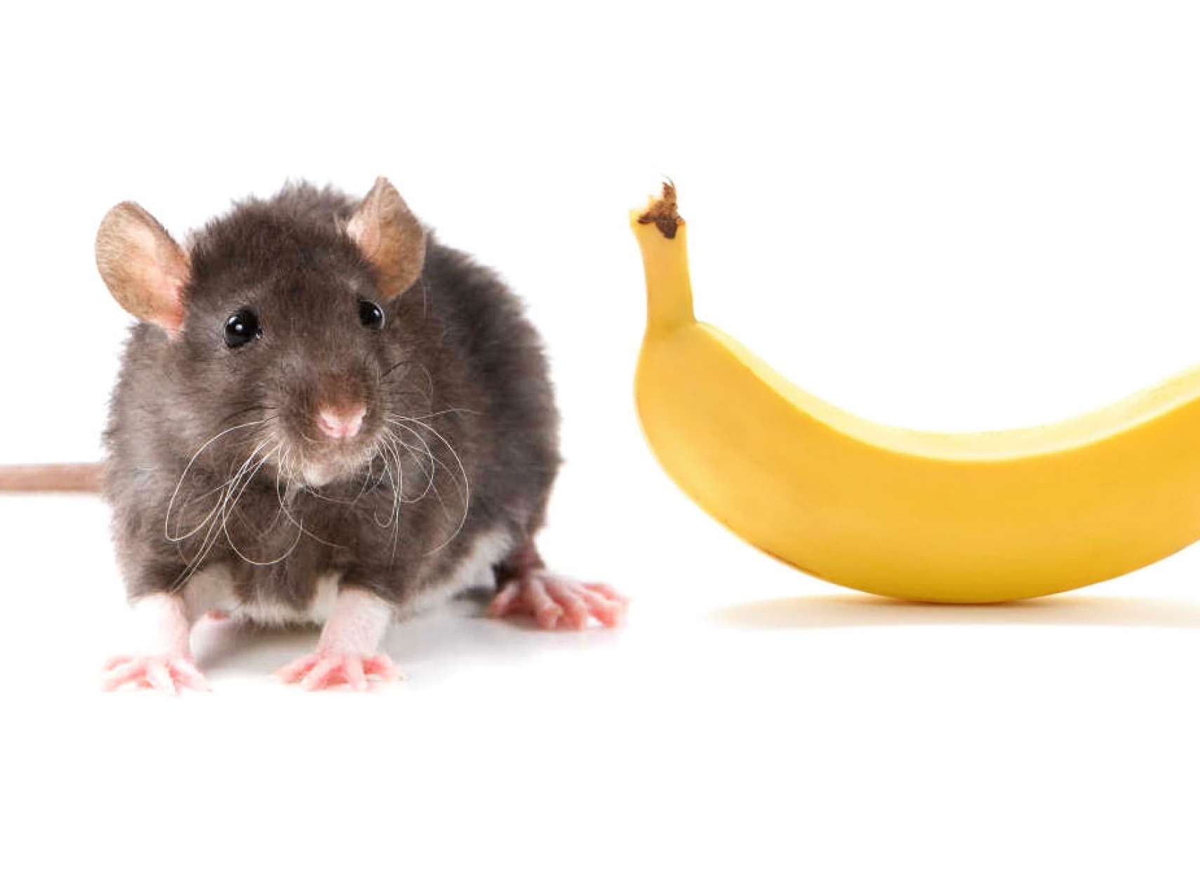 خبر-علمی-محققان-کانادایی-موش-های-نر-از-موز-وحشت-دارند