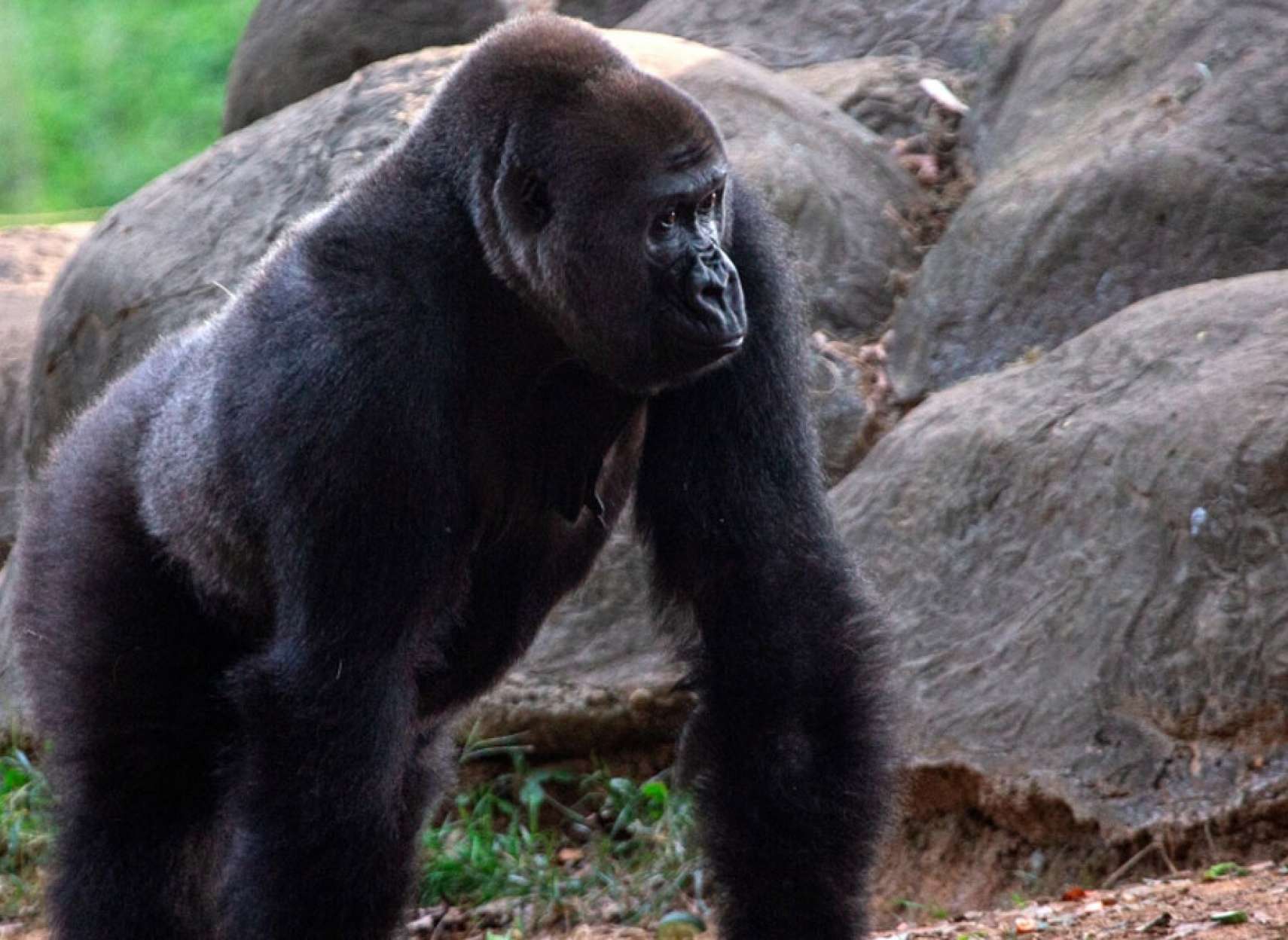 خبر-علمی-نگرانی-پزشکان-دامپزشکان-ویروس-شناسان-گوریل-های-باغ-وحش-آتلانتا-کرونا-گرفتند