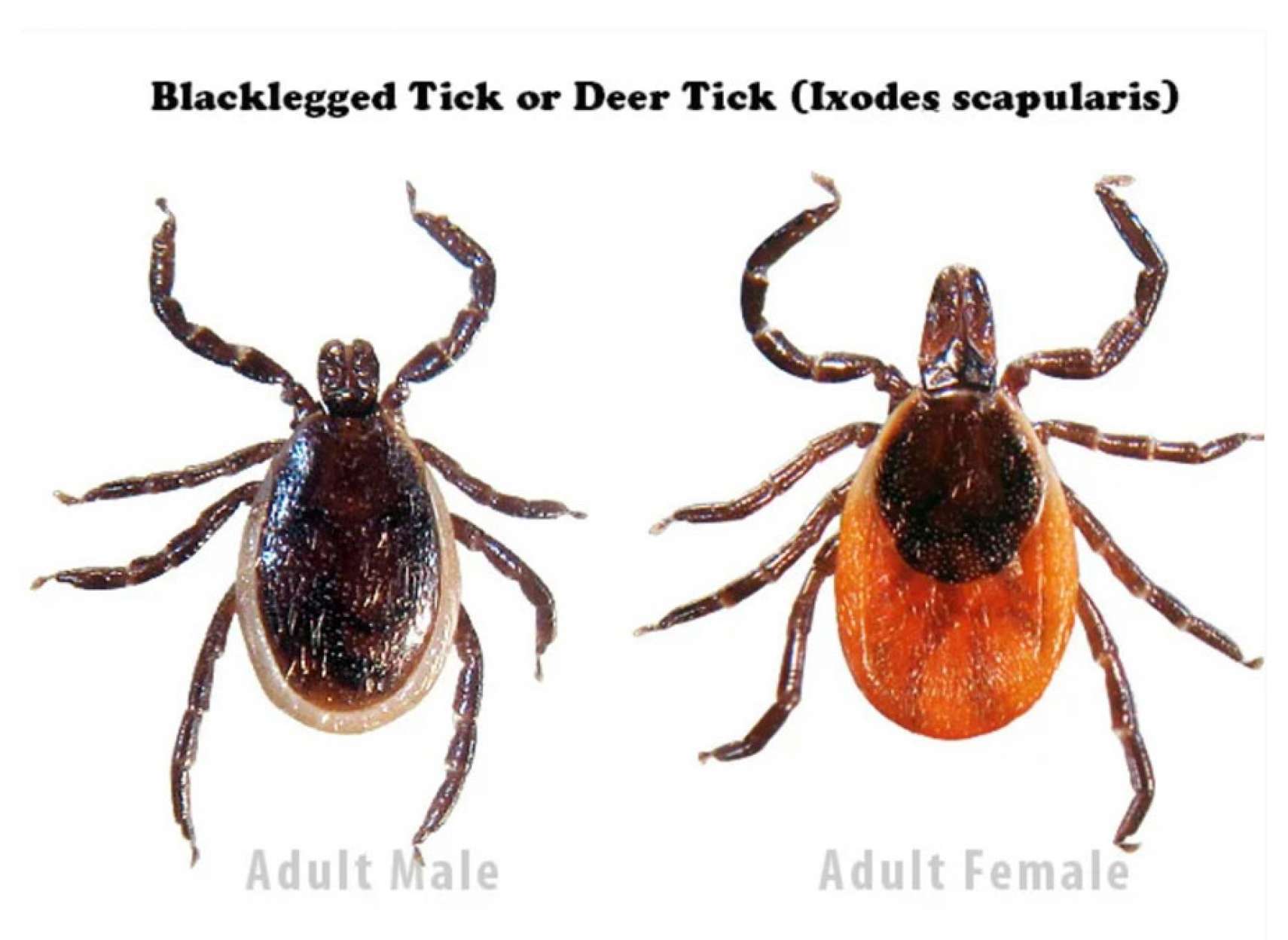 خبر-کانادا-آوریل-فصل-ظهور-کنه-جنگلی-شهری-بیماری-لایم-بدانیم-آماده-جلوگیری