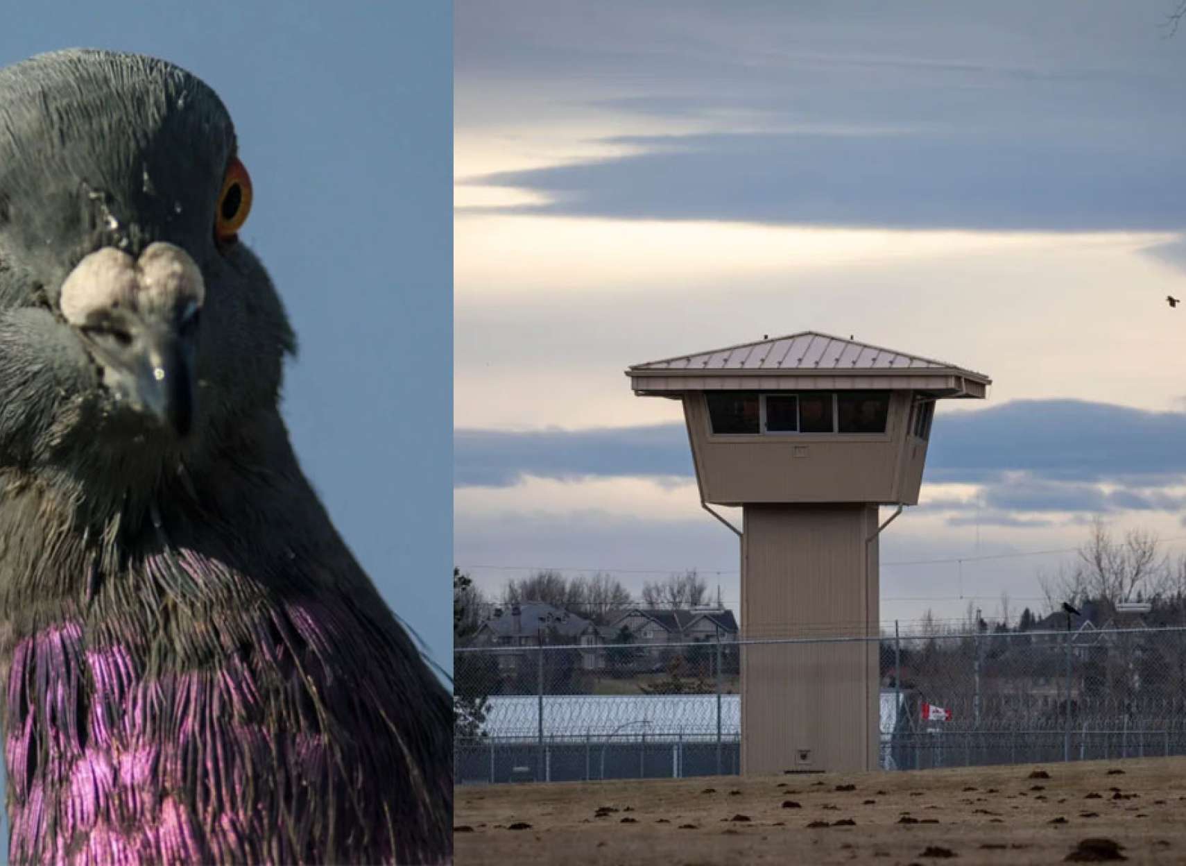 خبر-کانادا-این-شما-و-این-کبوتر-نامه‌بَر-ببخشید-موادبَر-به-زندان-ونکوور