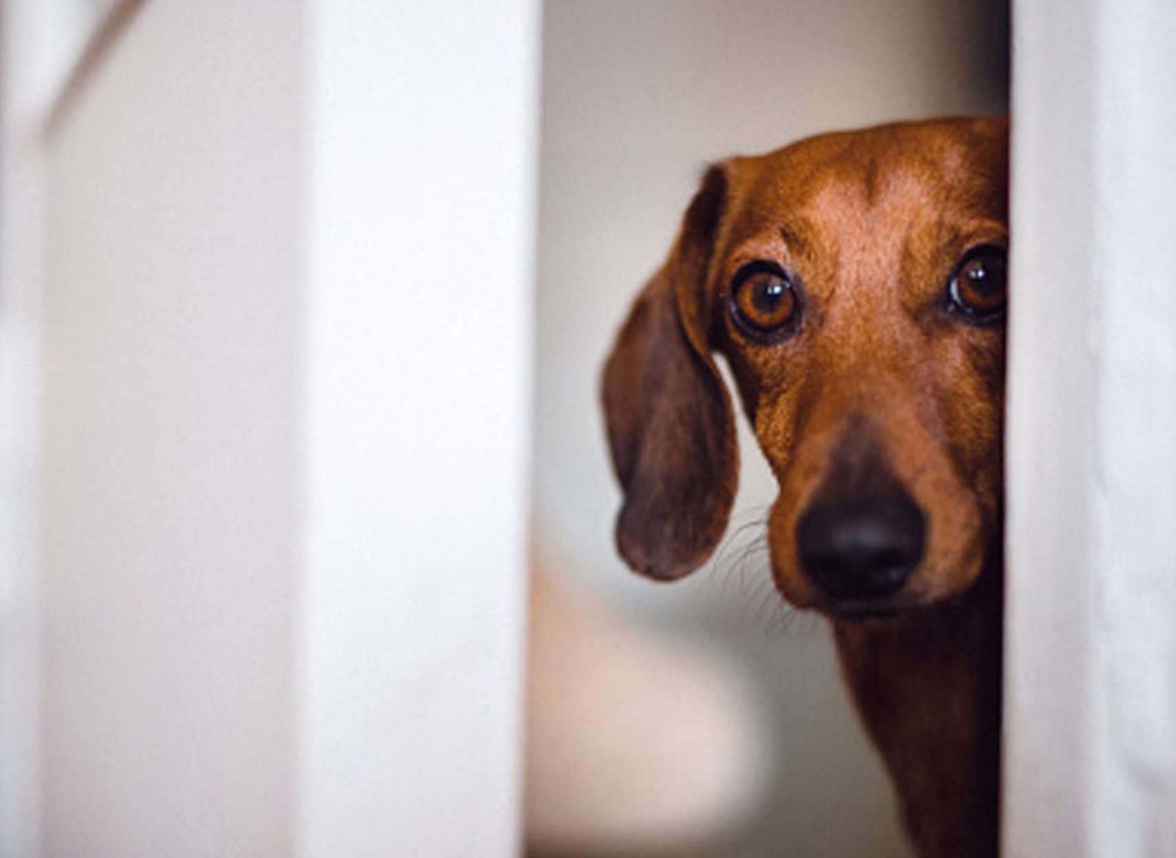 خبر-کانادا-واردات-سگ-از-بیش-از-۱۰۰-کشور-را-ممنوع-می-کند