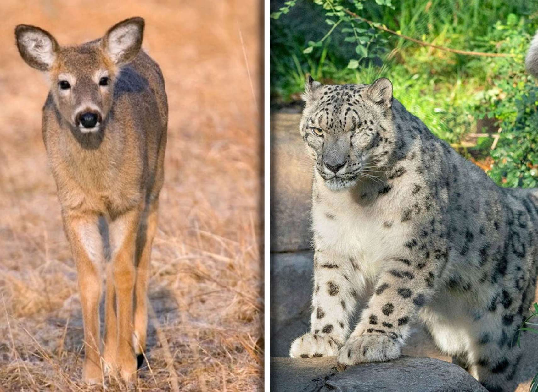 علمی-کرونا-یک-سوم-آهو-آیووا-مبتلا-سه-پلنگ-برفی-باغ-وحش-نبراسکا-کشت-جهش-ژنتیکی