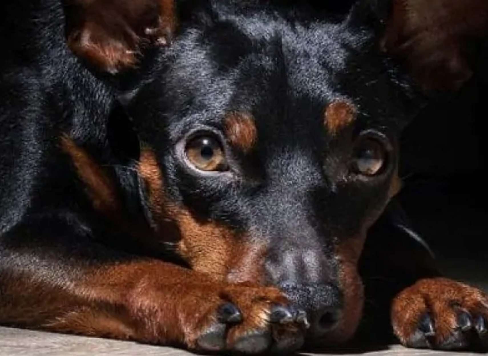 قانون-جدید-کانادا-برای-تحت-تعقیب-قرار-دادن-قساوت-نسبت-به-حیوانات-کانادا-اخبار