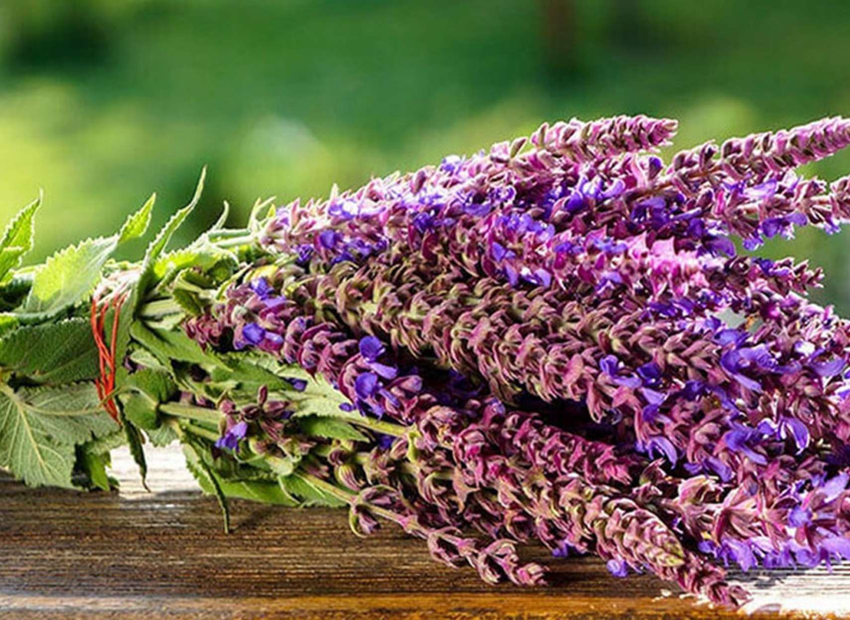 مریم-گلی-نعناع-پریلا-کرونا-پیشگیری-درمان