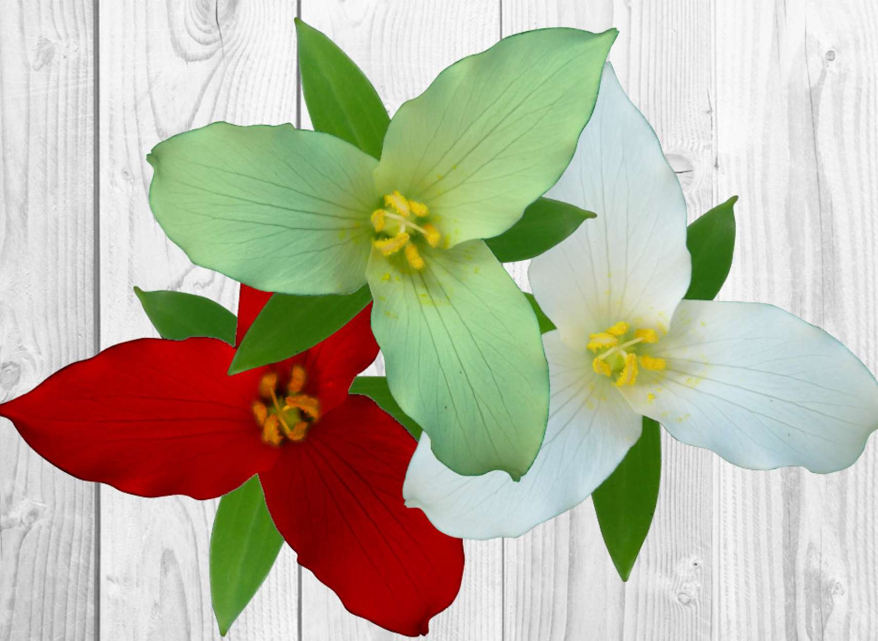 Iranian-Canadian-Nowruz-IranStar