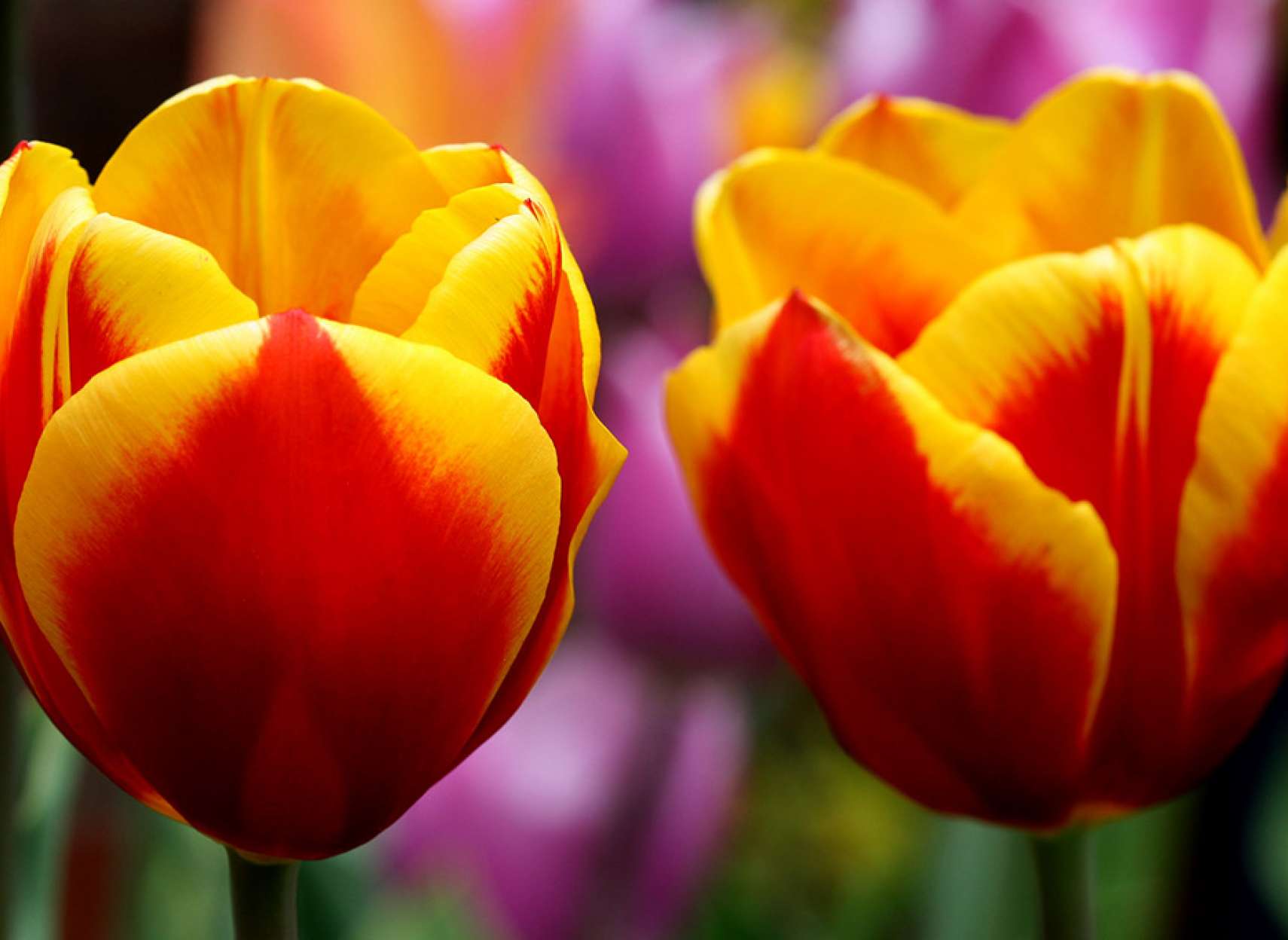 Sholeh-bahar-dobareh