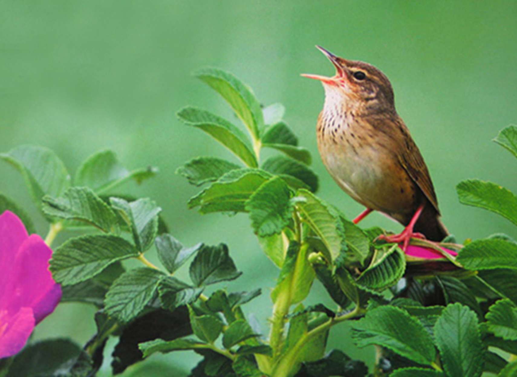 culture-golmohammadi-6