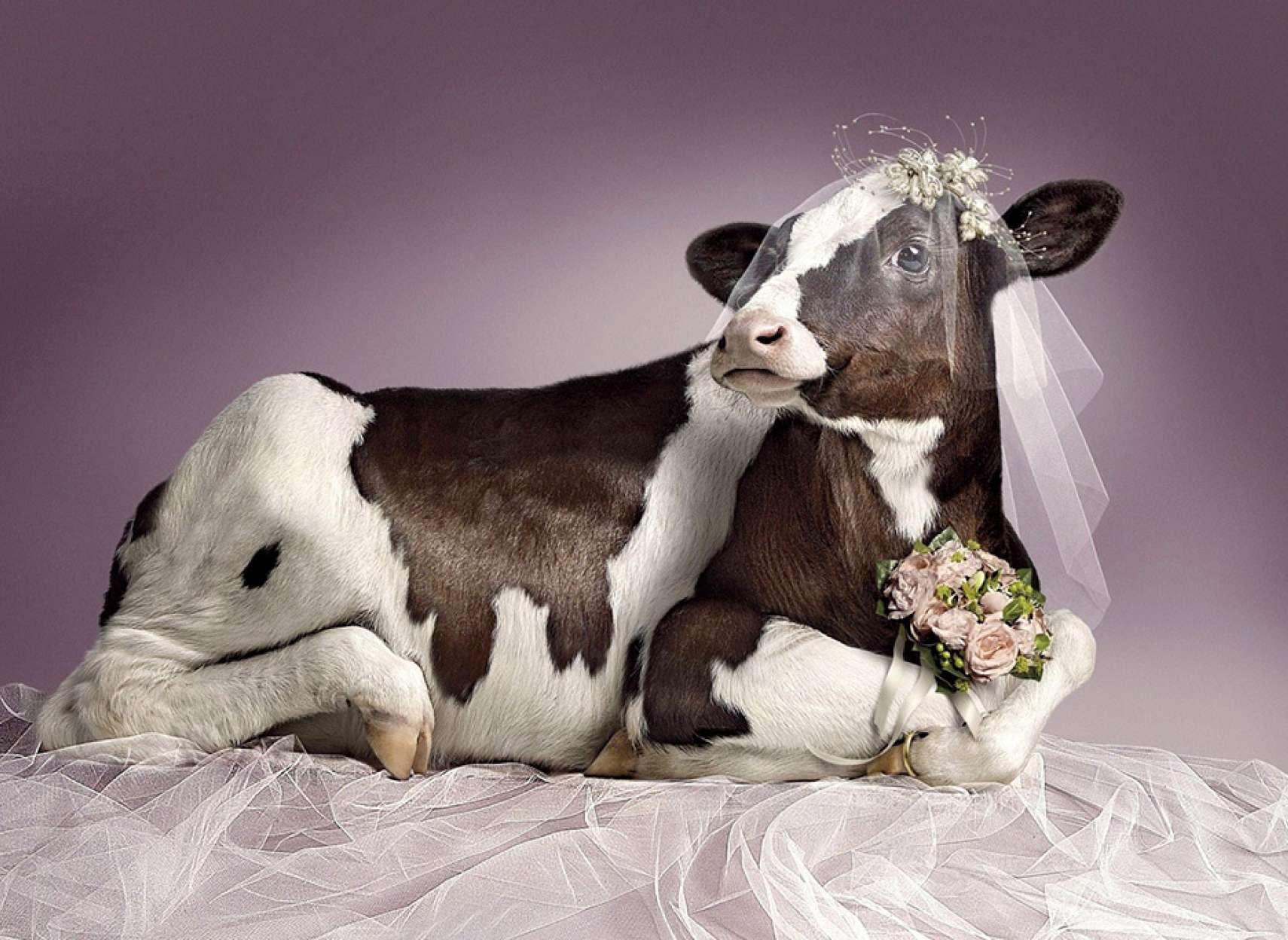 fozolkhan-favayed-gav-bodan