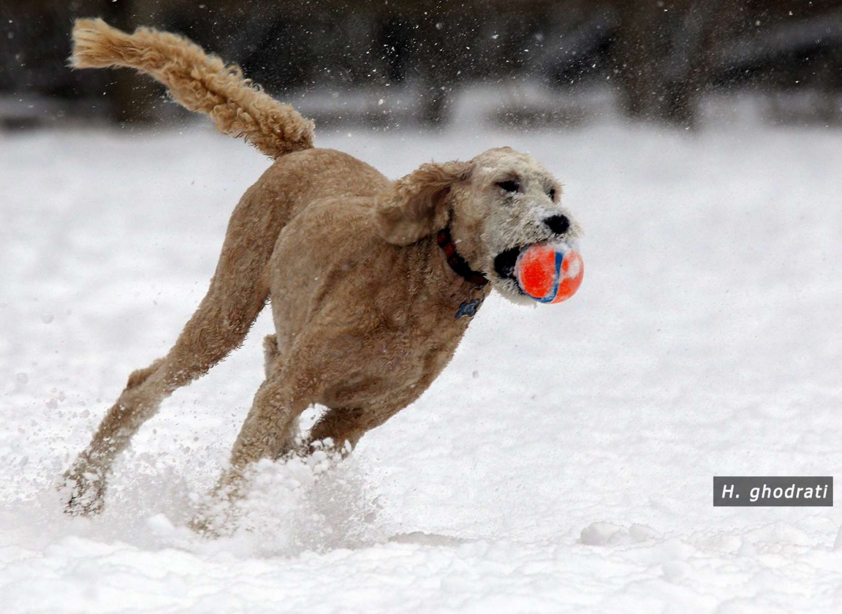 ghodrati-photo-ball-play-in-snow
