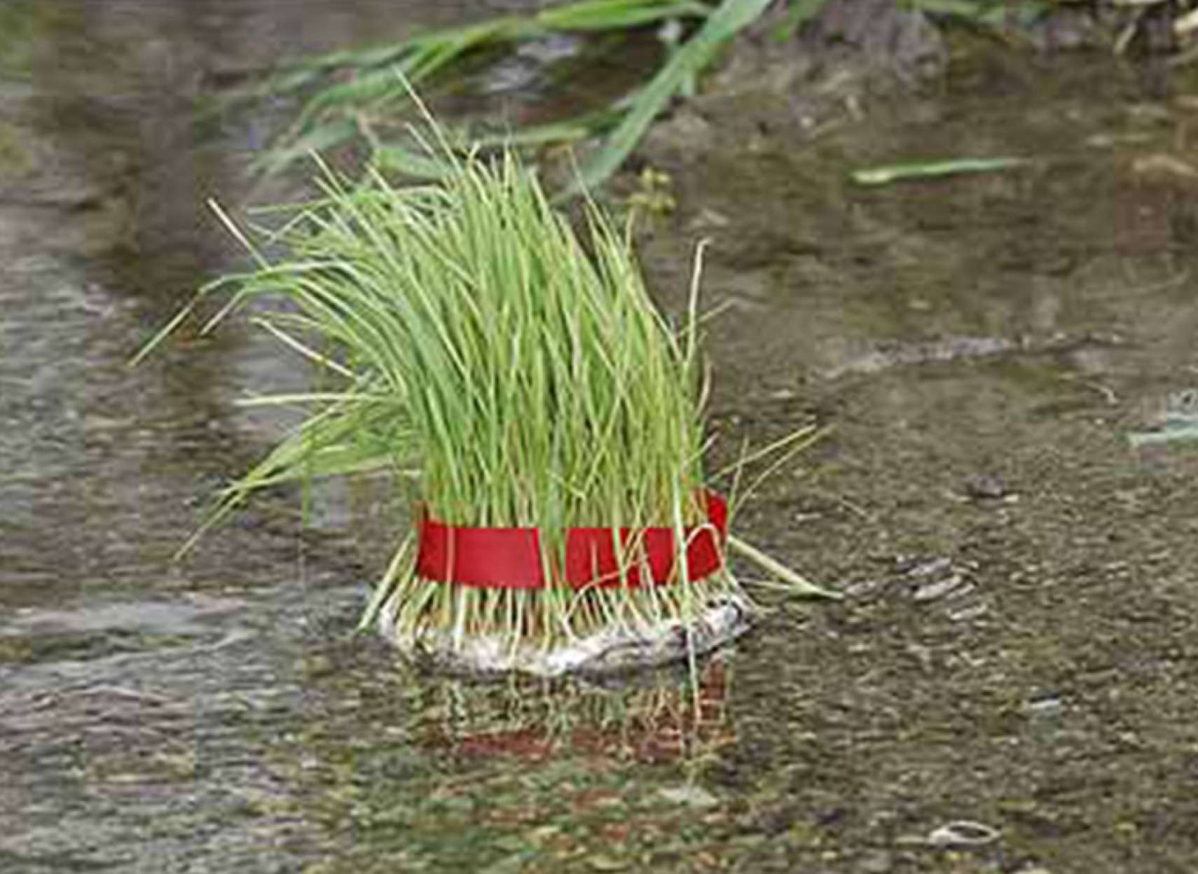 golmohammadi-sizdah-bedar-97