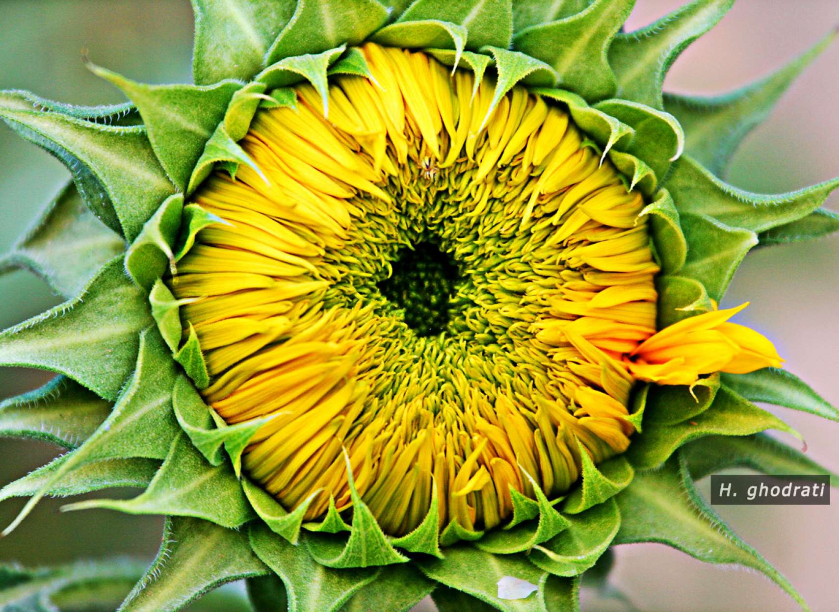 آفتابگردان