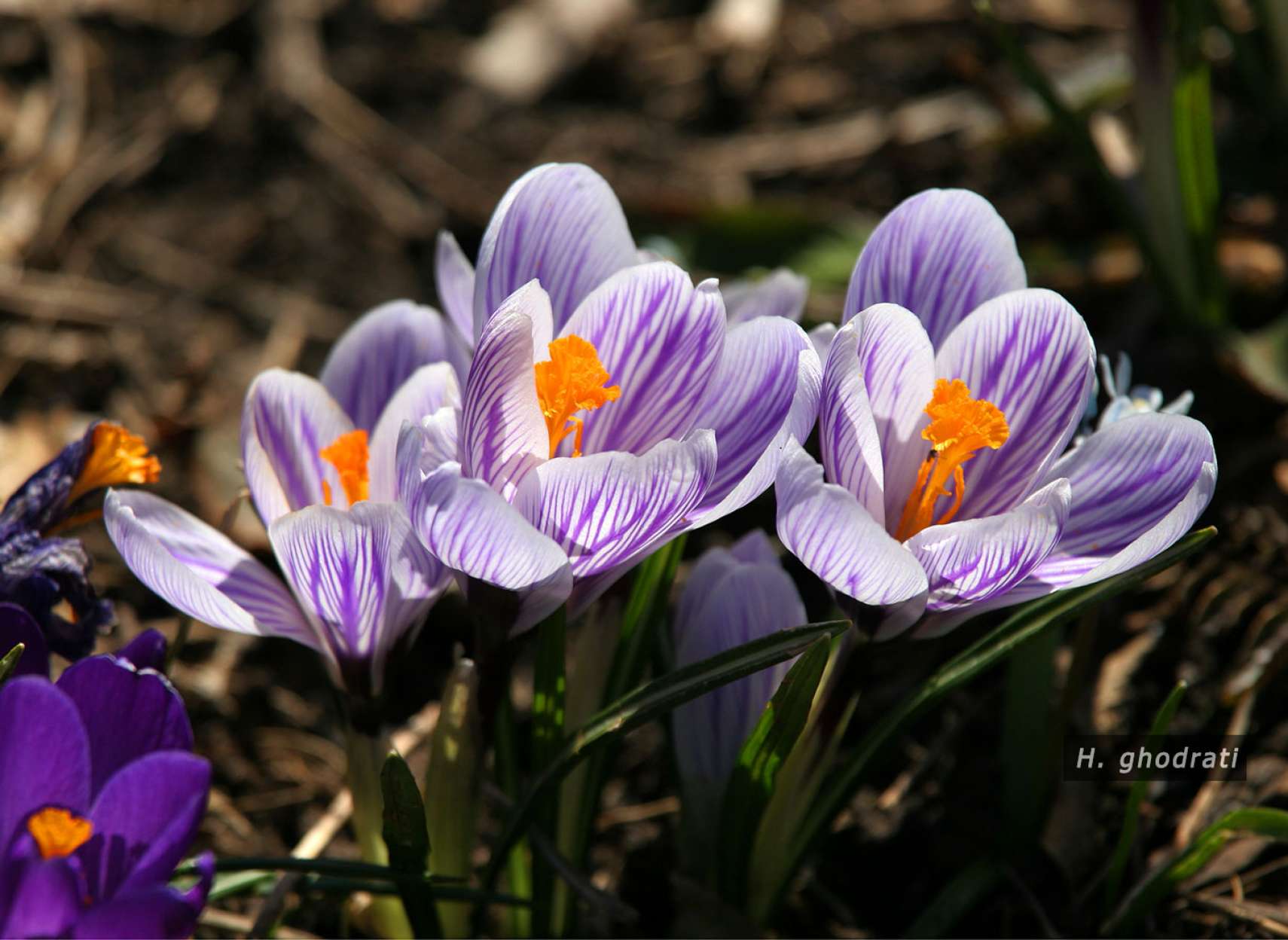 بنفش‌های بهاری