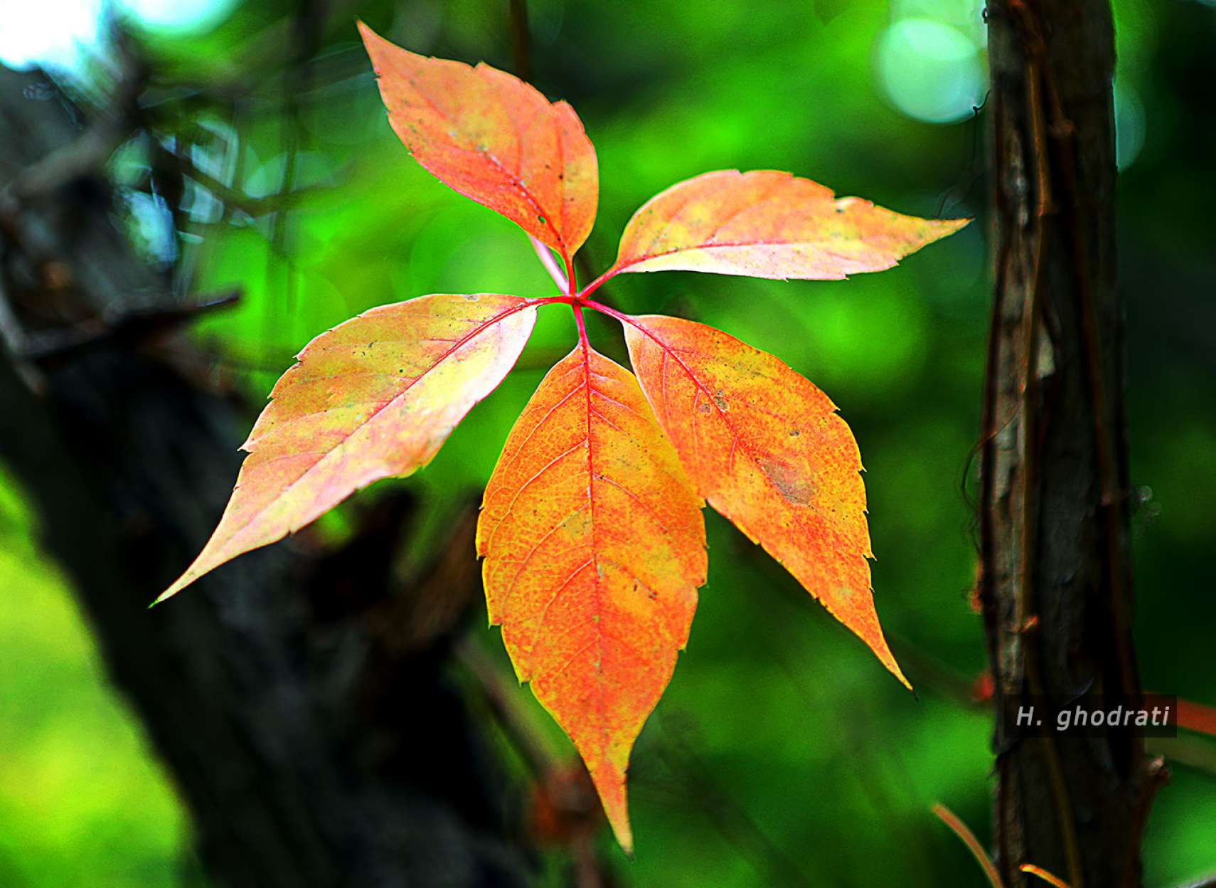 پنج برگ زرد ستاره‌ای