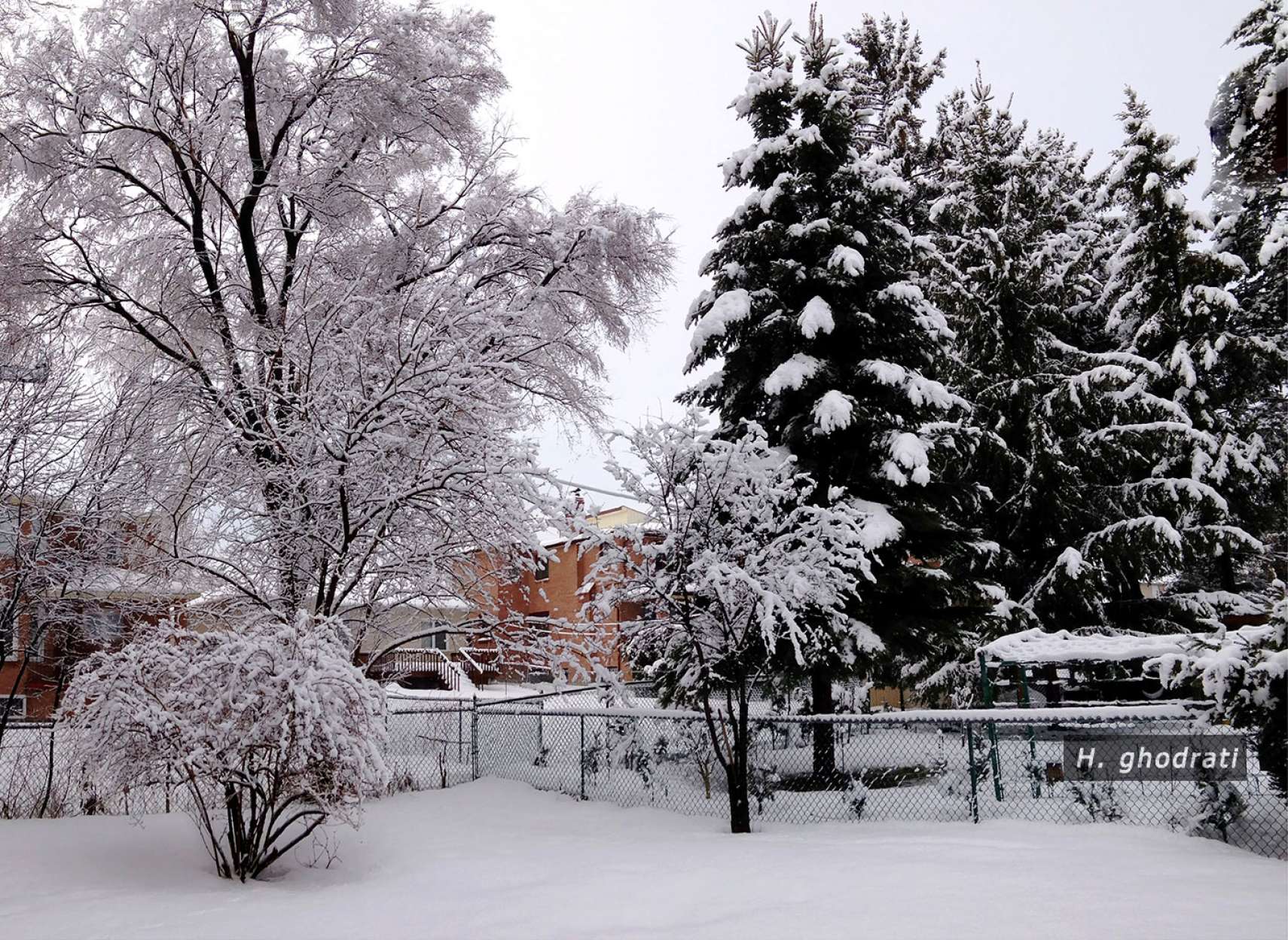 برف با درخت همیشه سبز و درخت برگ‌ریزان